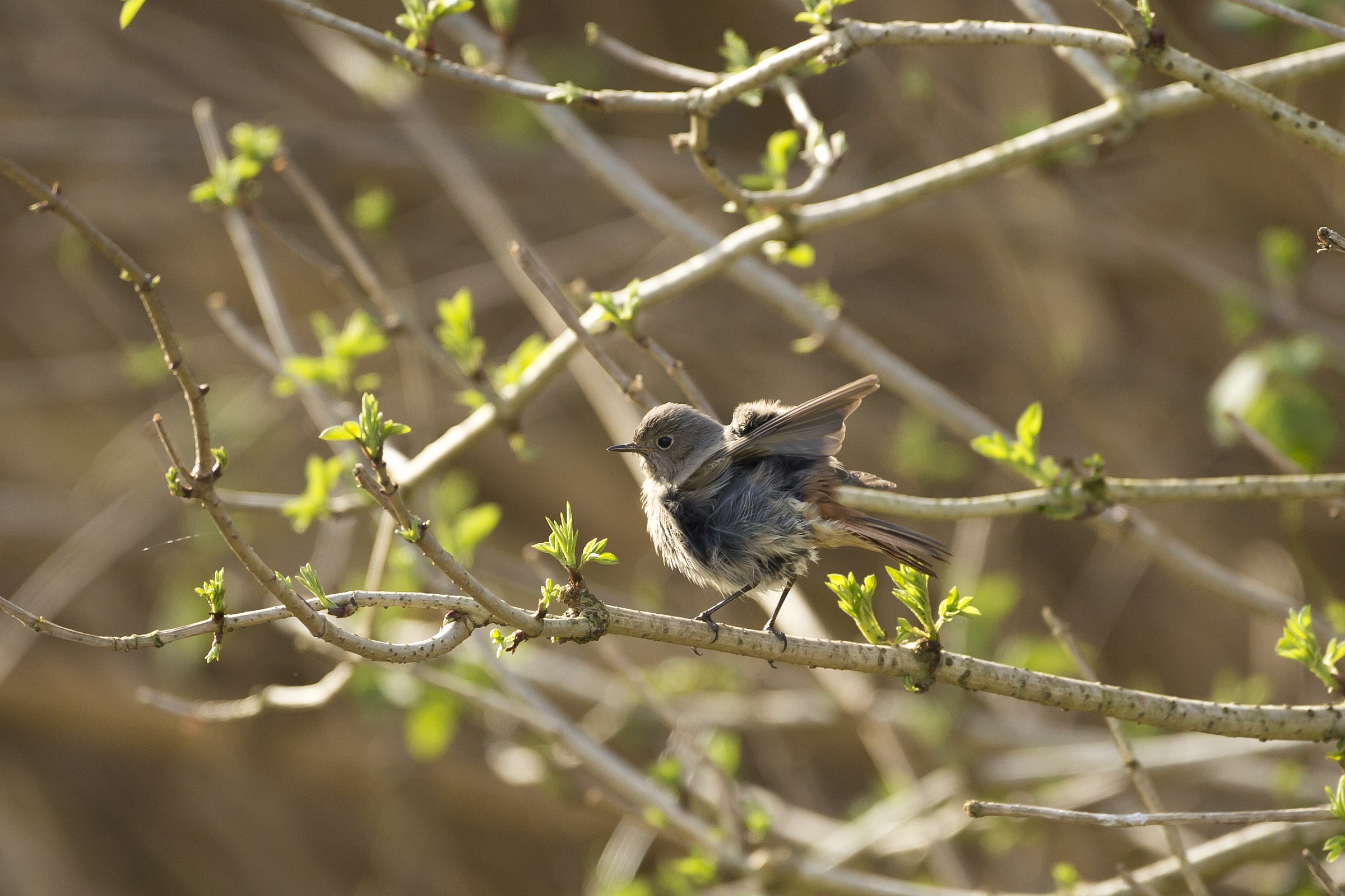 Black Redstart in cleaning