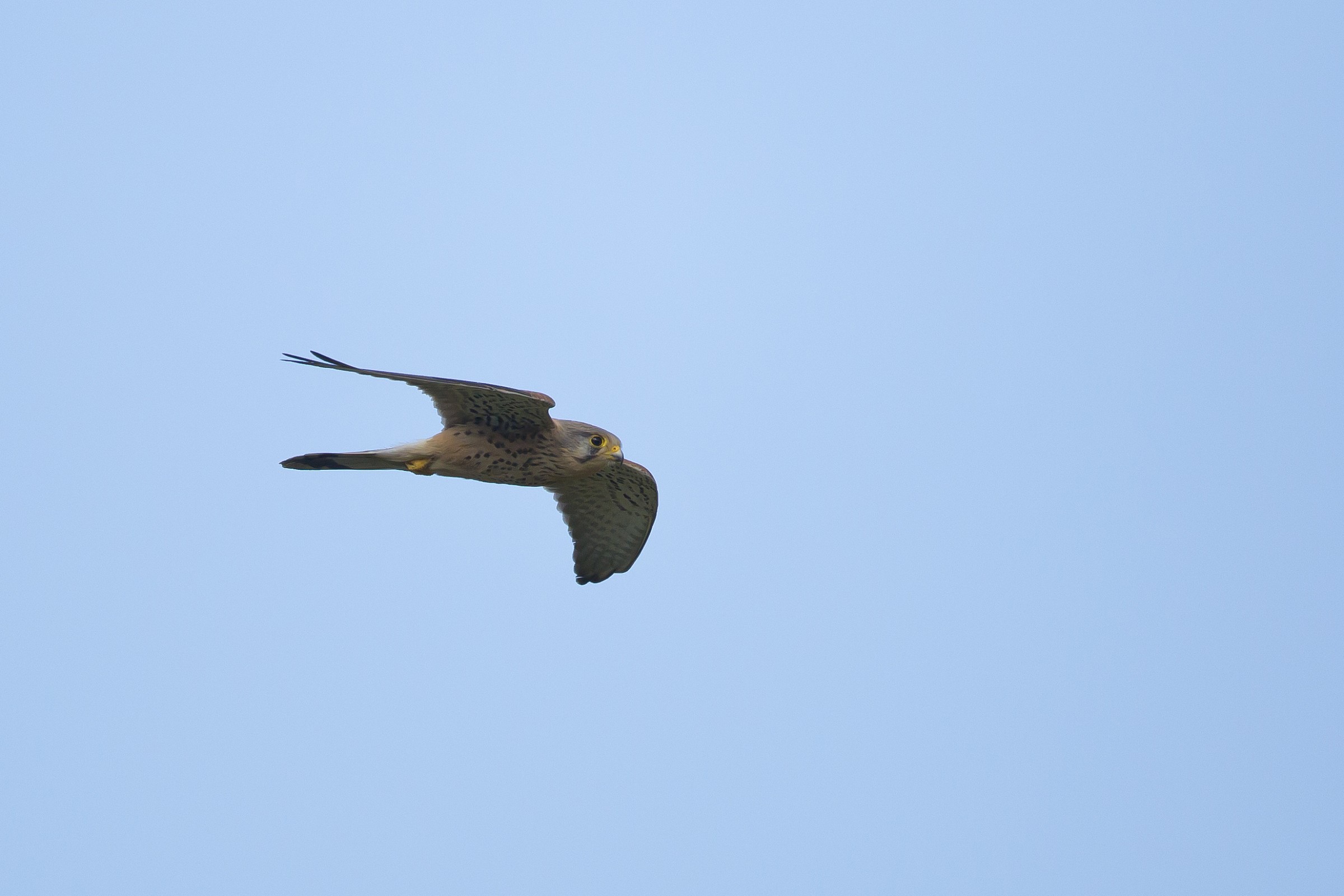 Kestrel