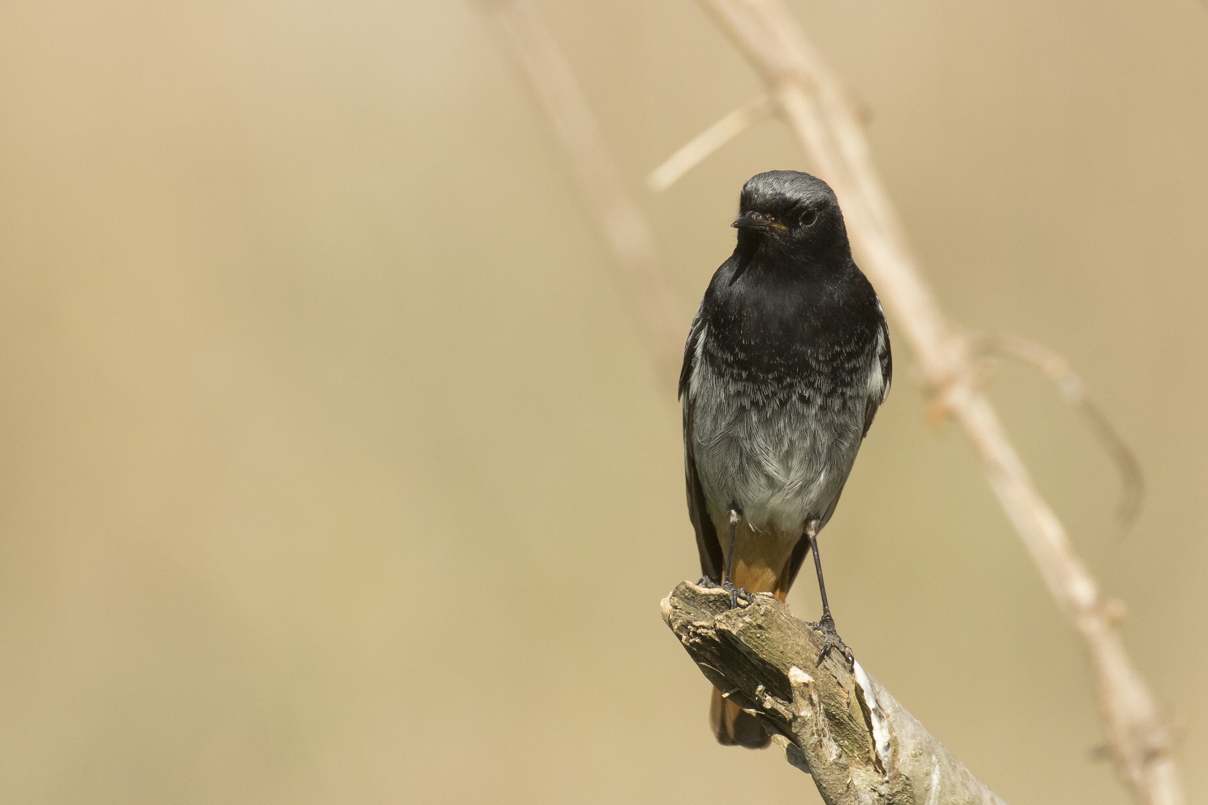 Black Redstart