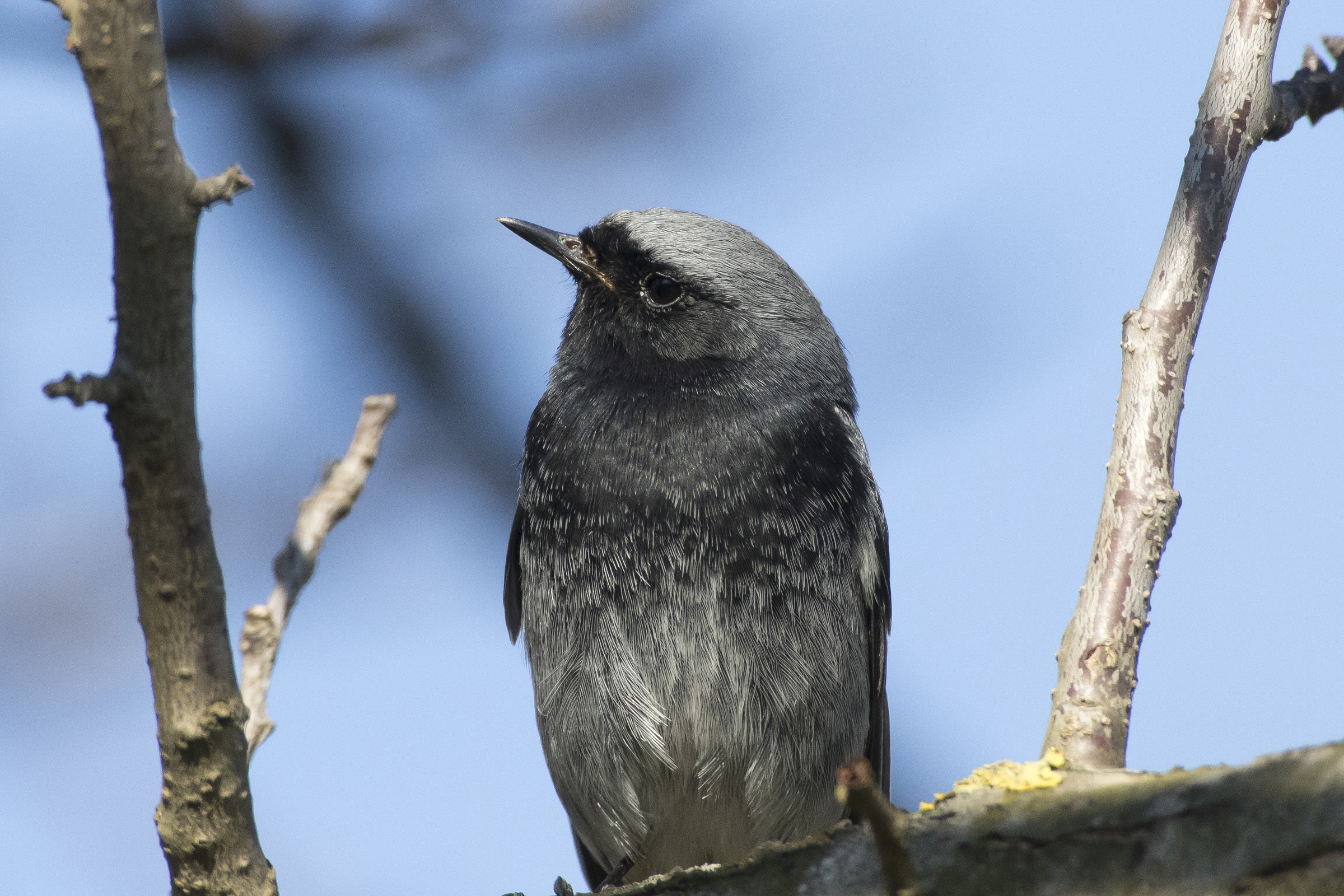 Black Redstart