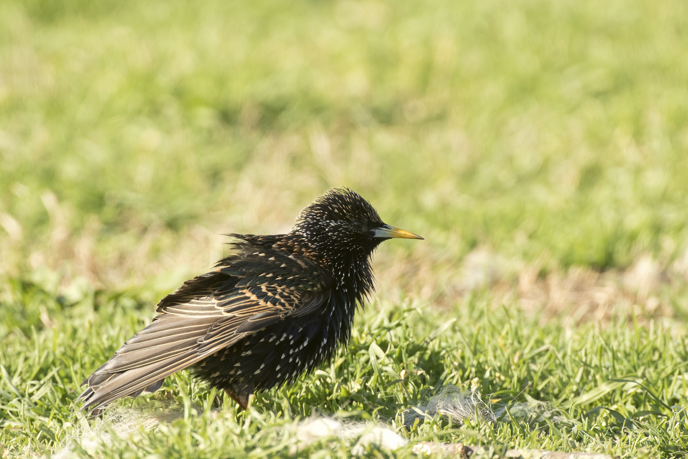 Starling