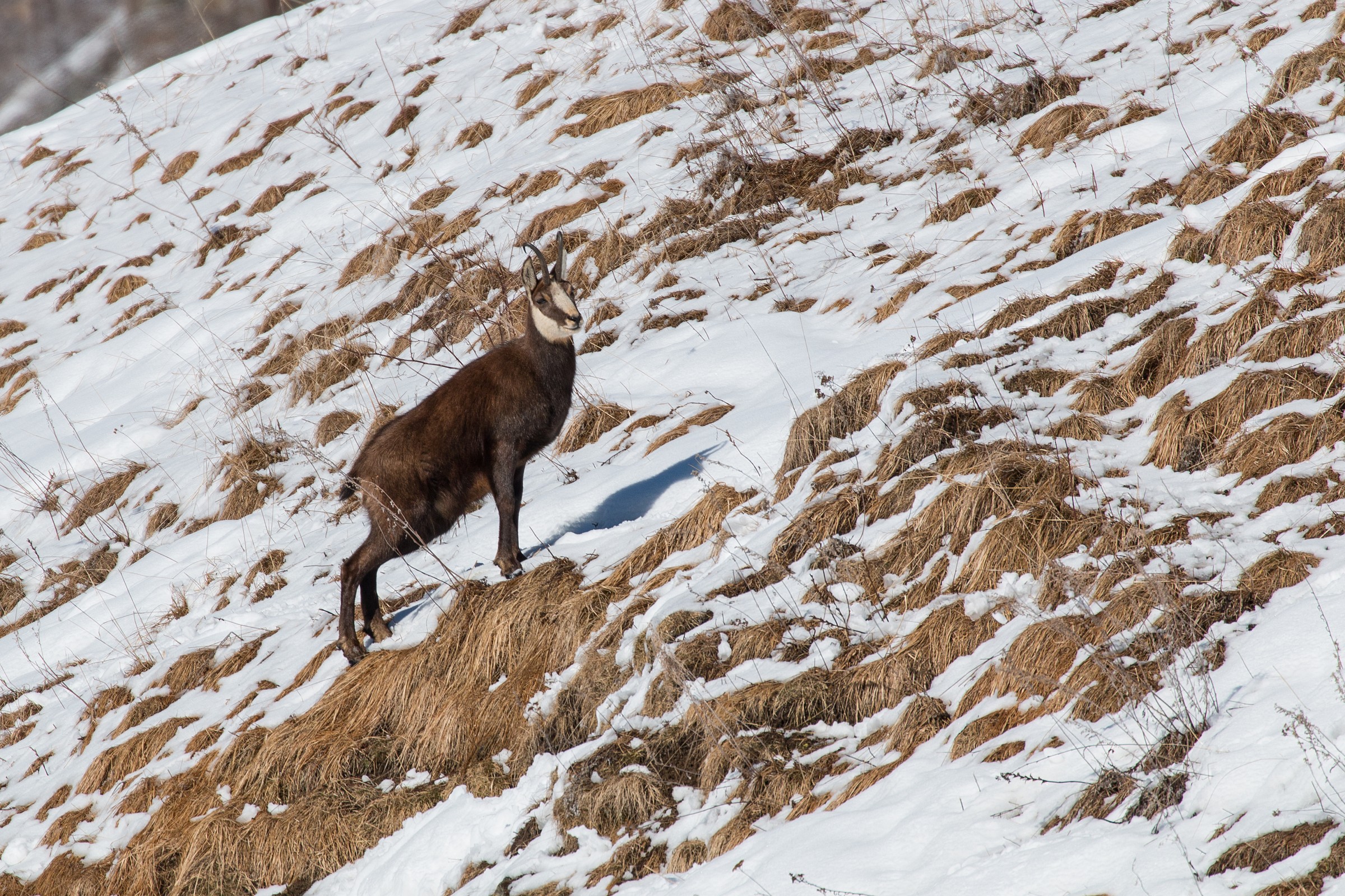 Chamois