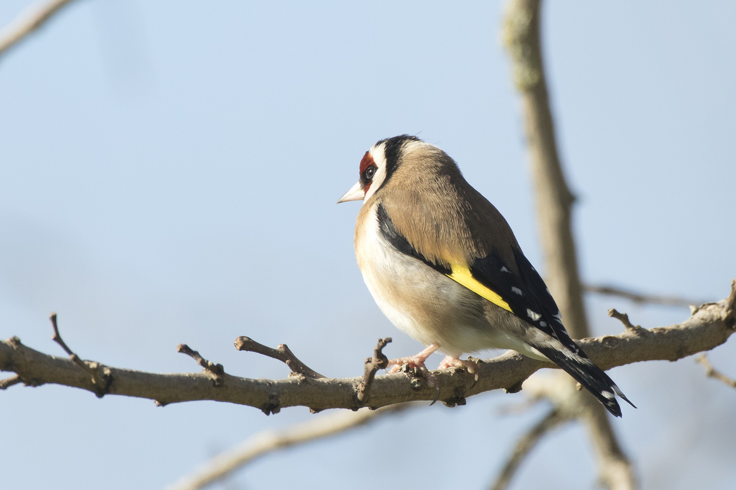 Goldfinch