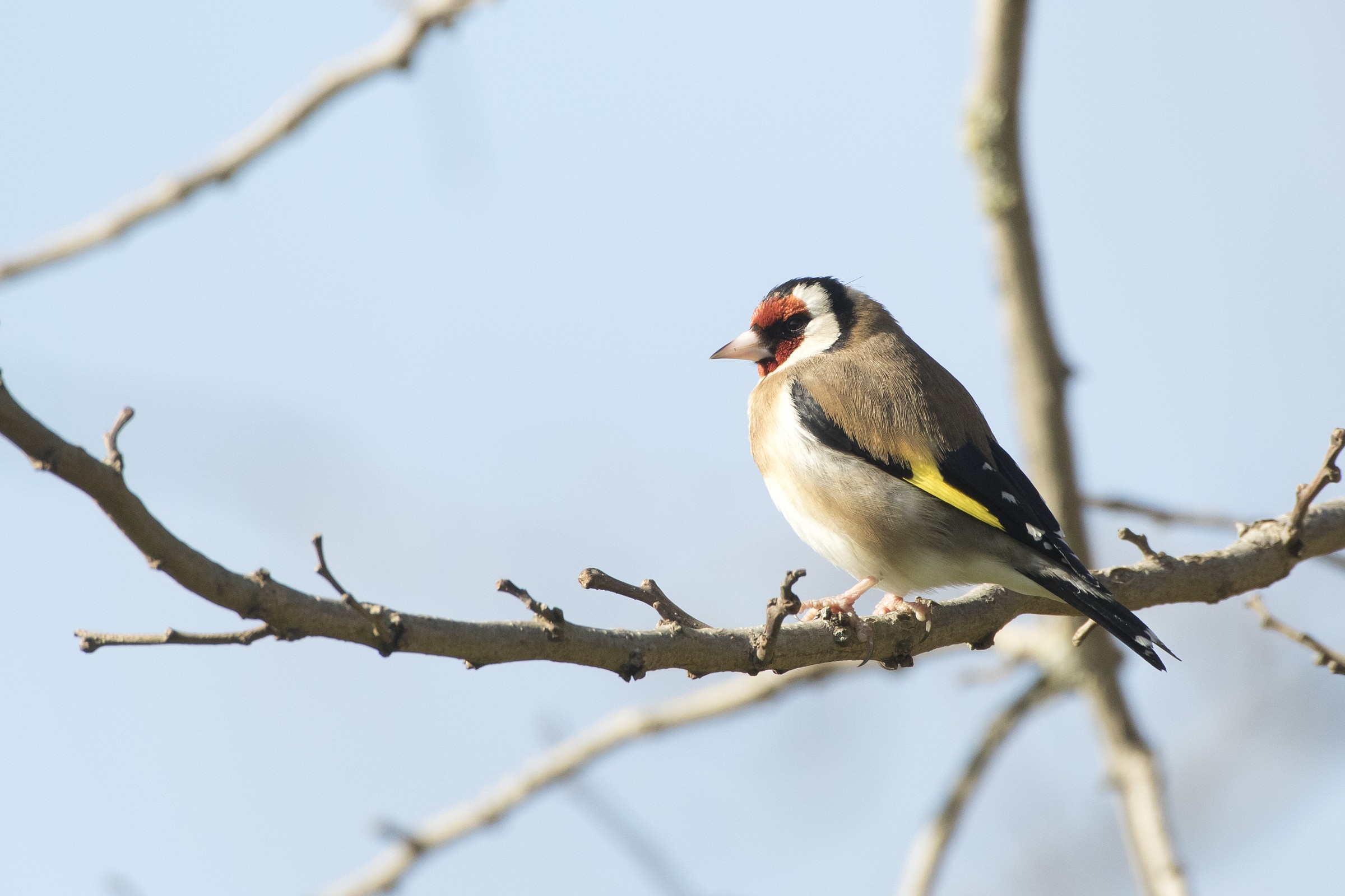 Goldfinch