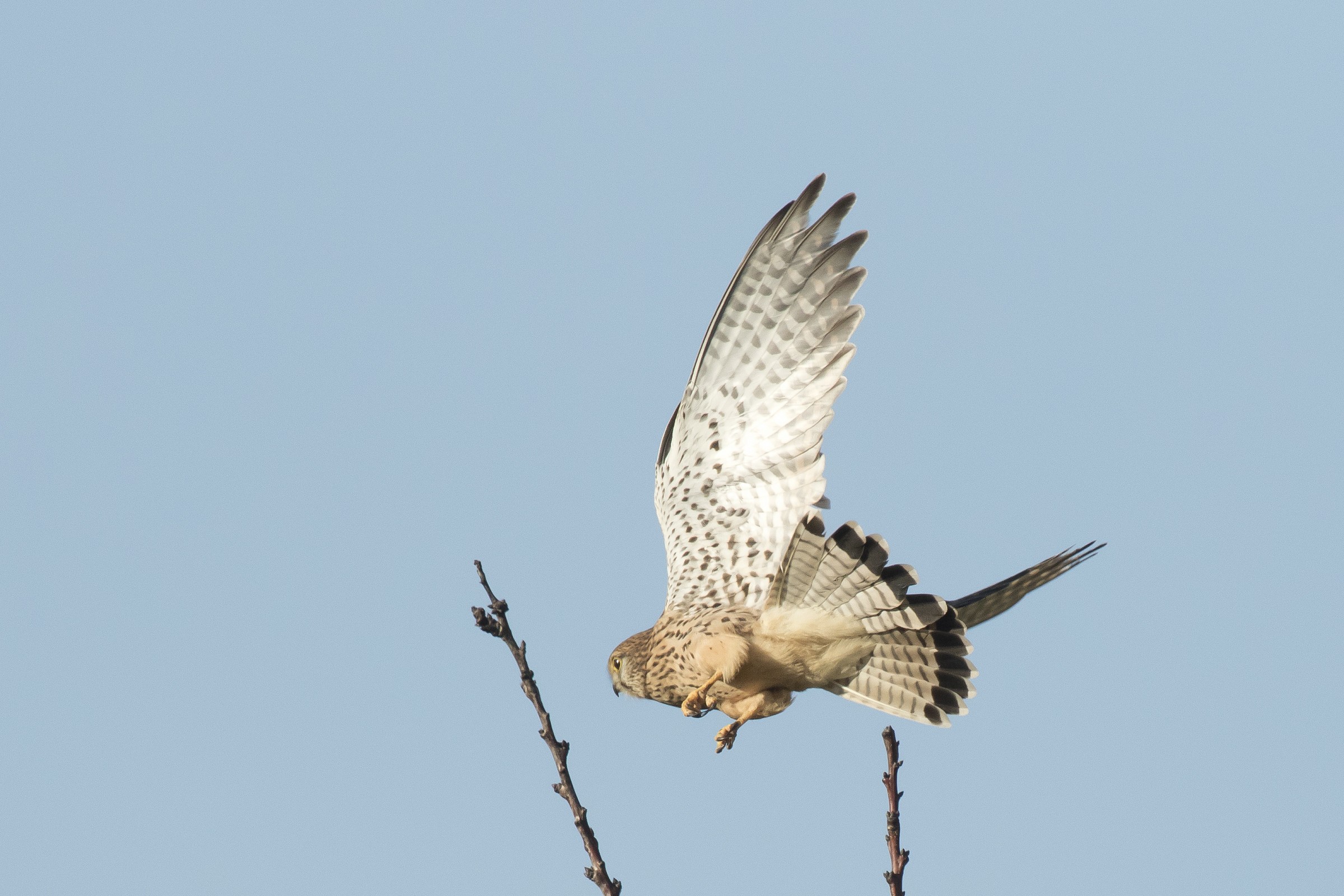 Kestrel