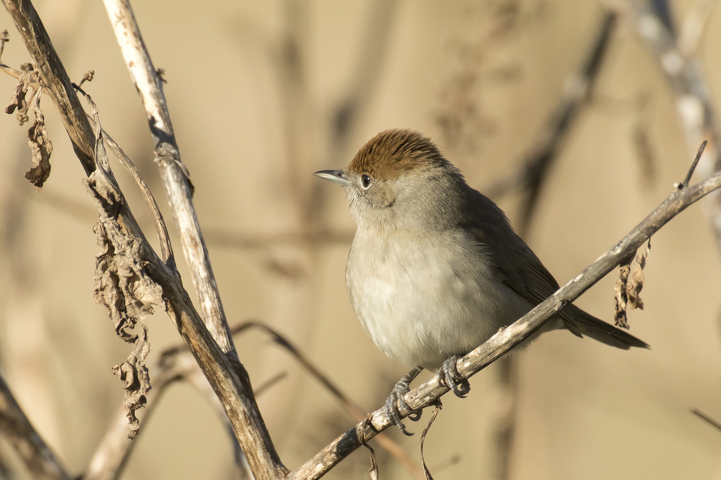 Blackcap