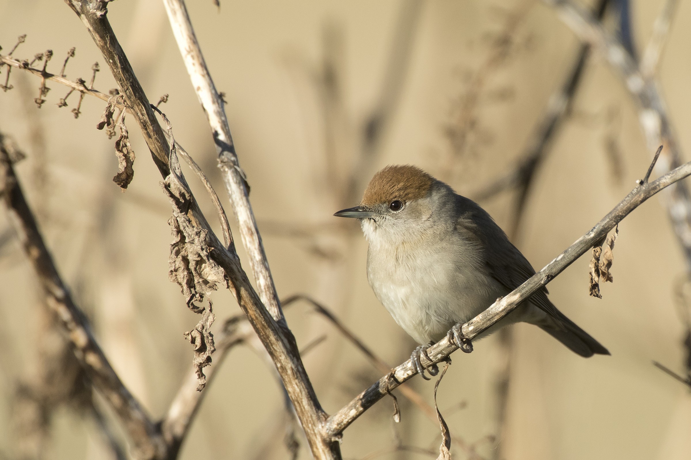 Blackcap