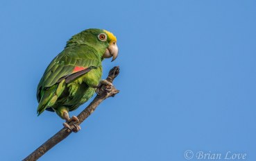 Amazona ochrocephala