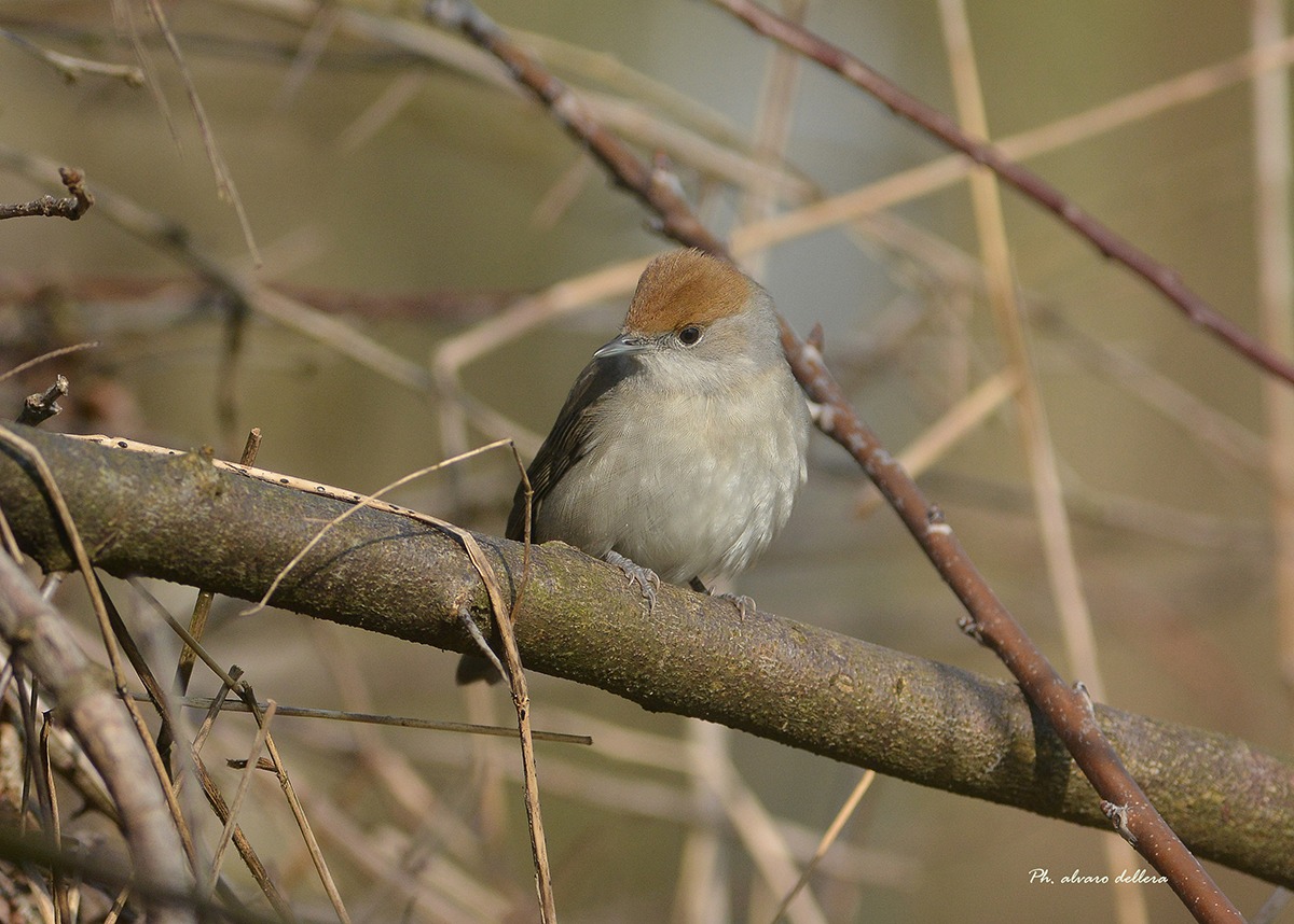 capinera femmina, al mio orto,  cerca marito