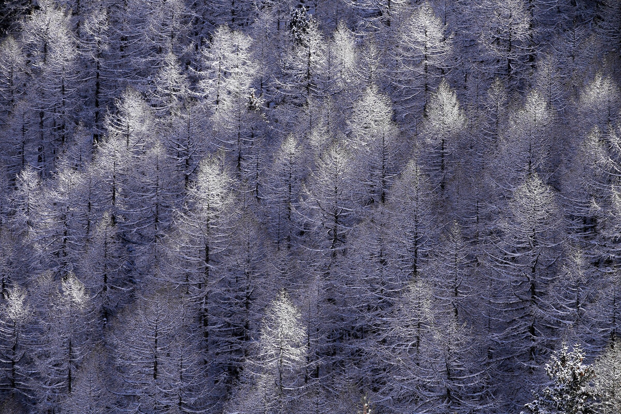 Frozen forest