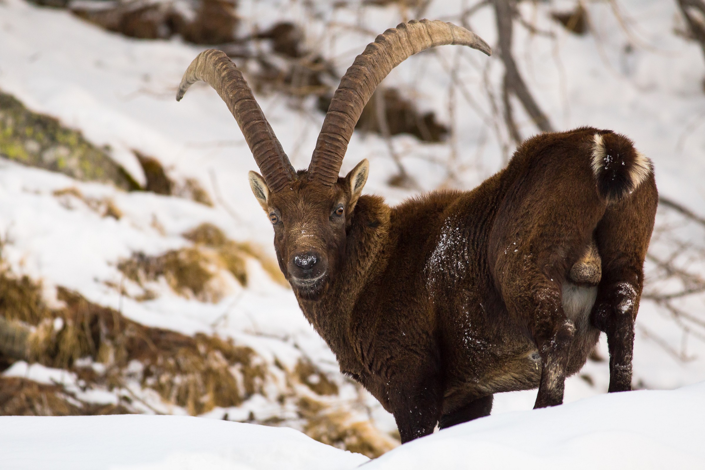 The ibex has noticed us