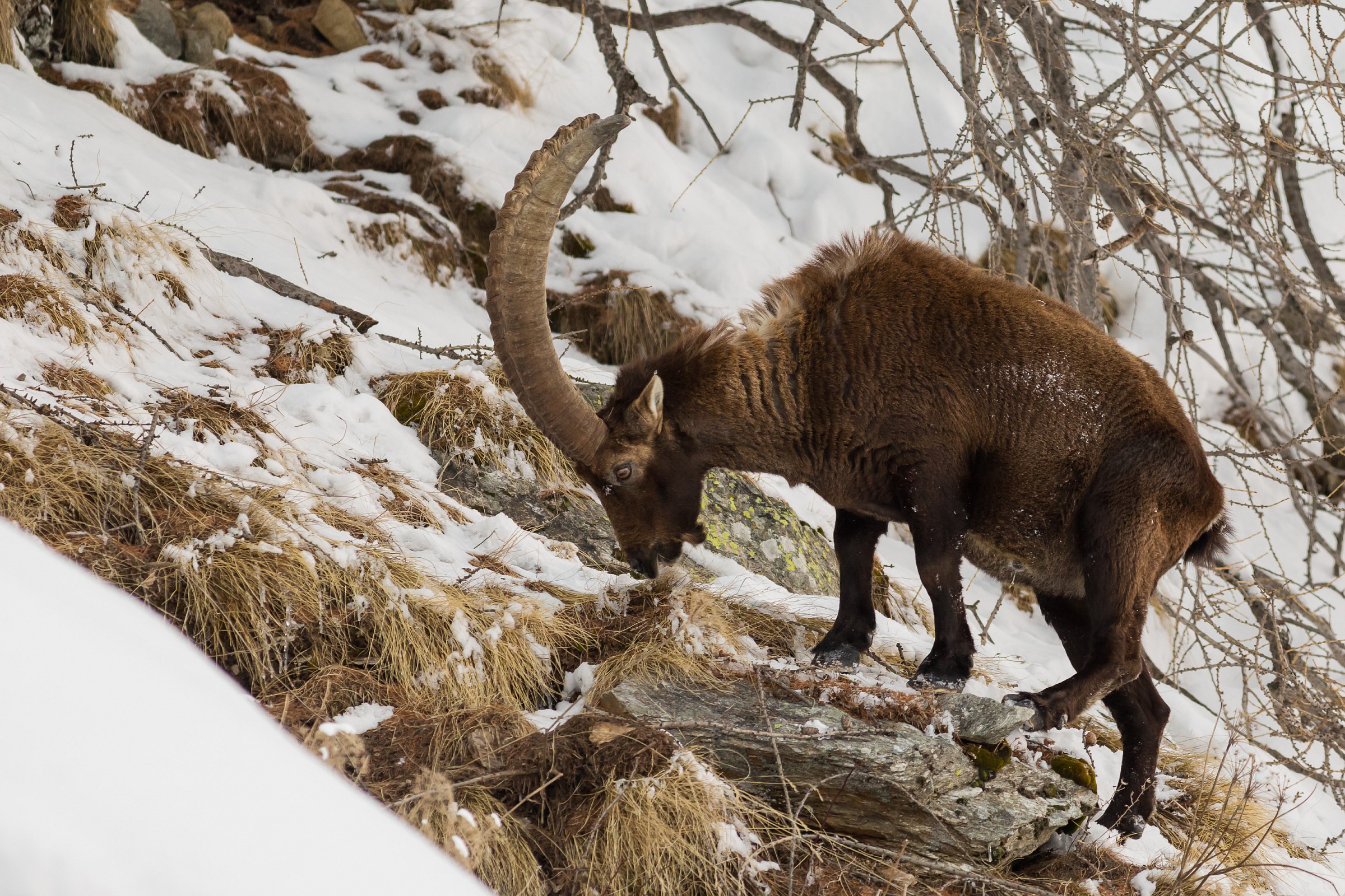 The ibex continues to eat