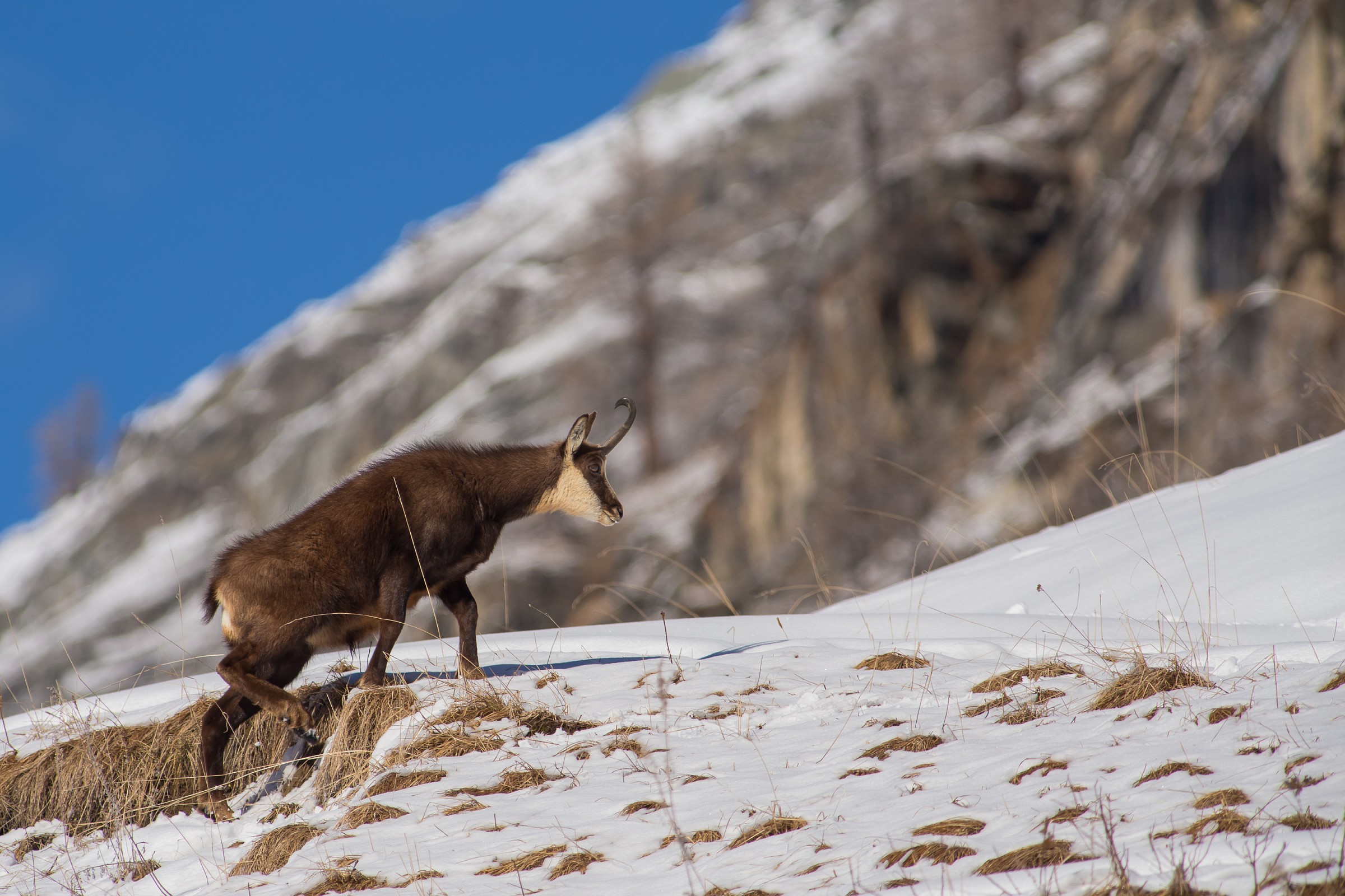 The chamois climbs