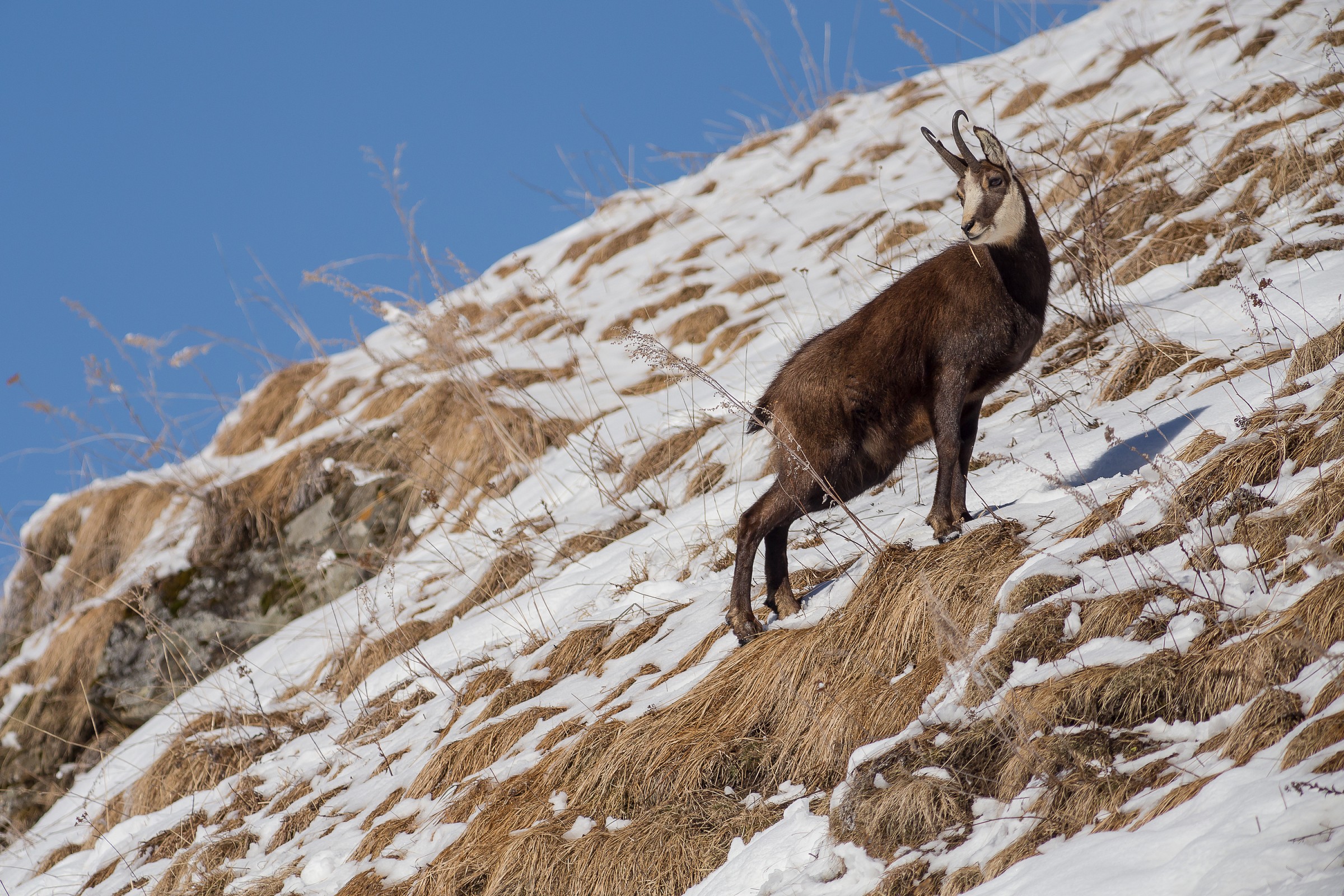 Il camoscio si gode il panorama