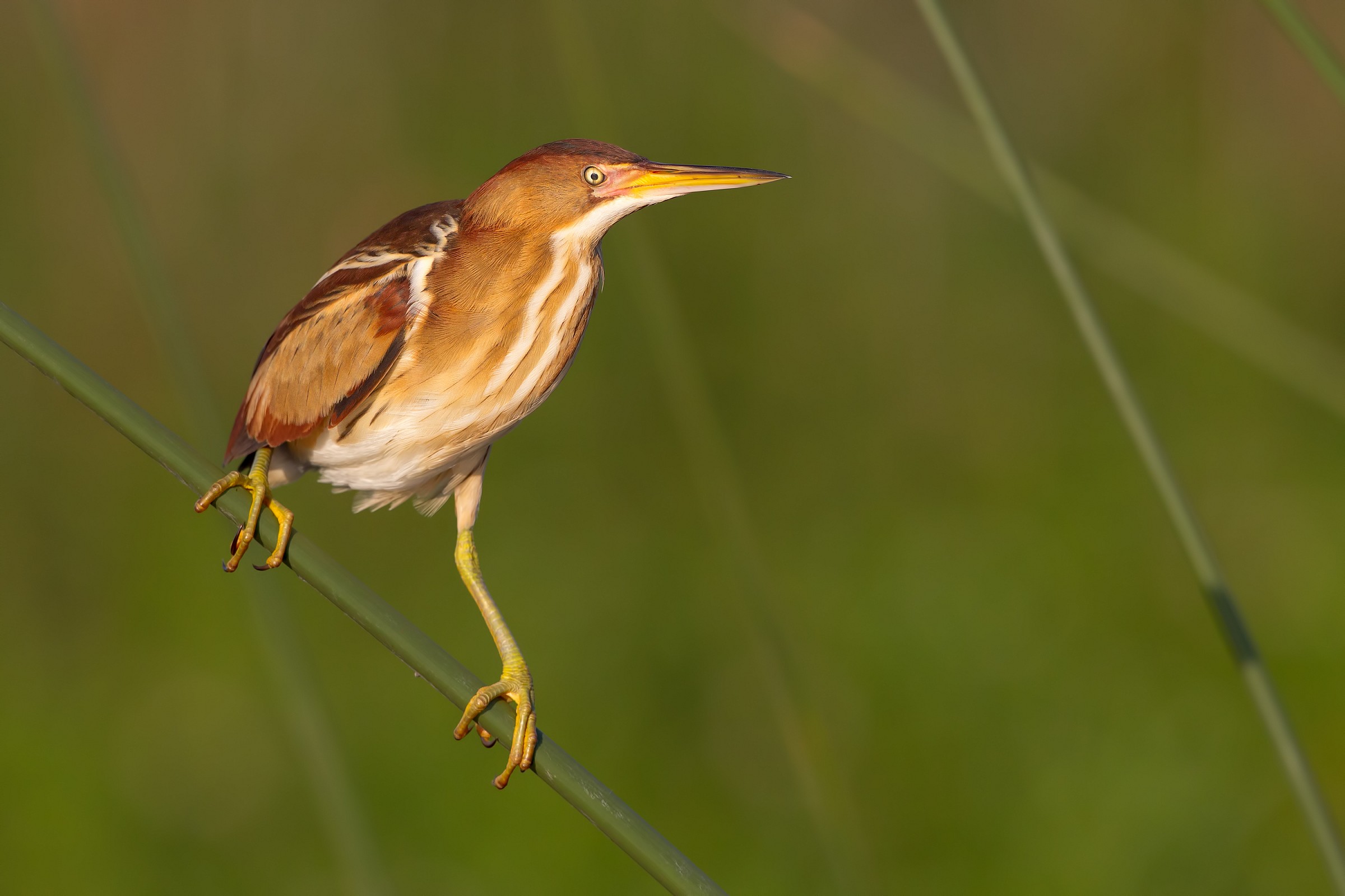 bittern