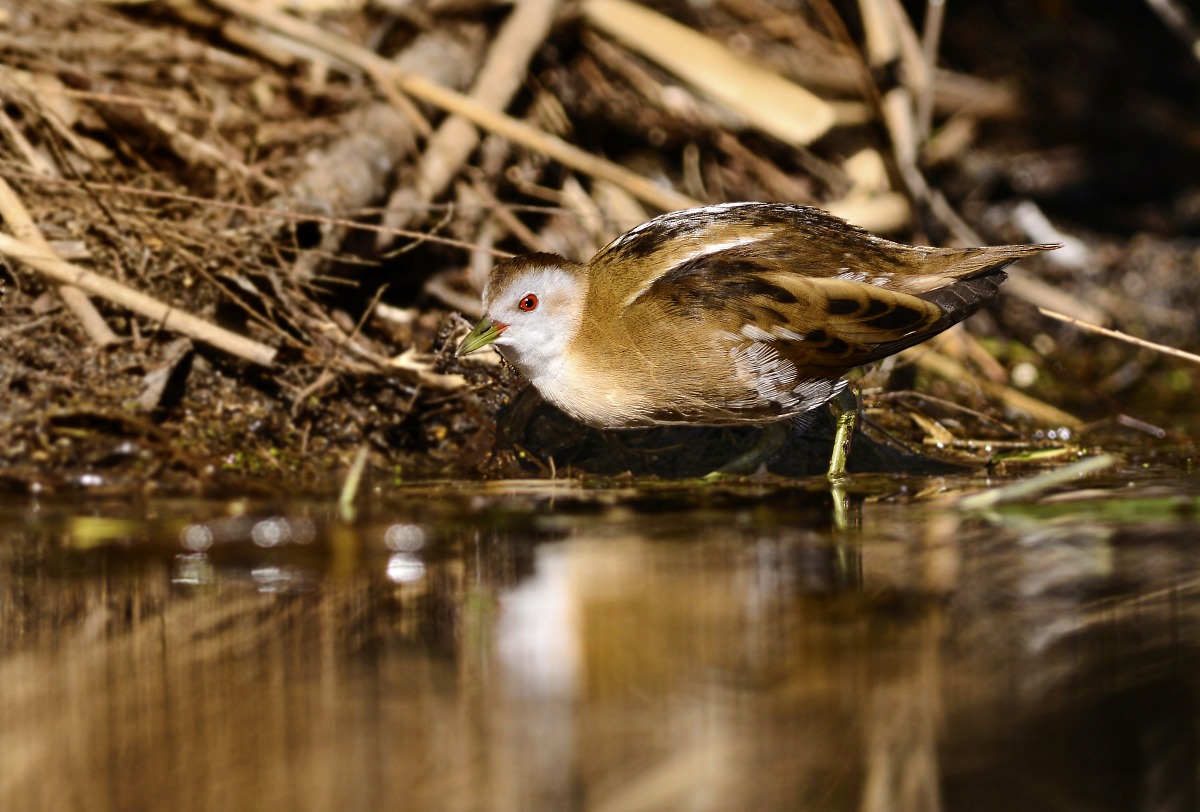 crake female