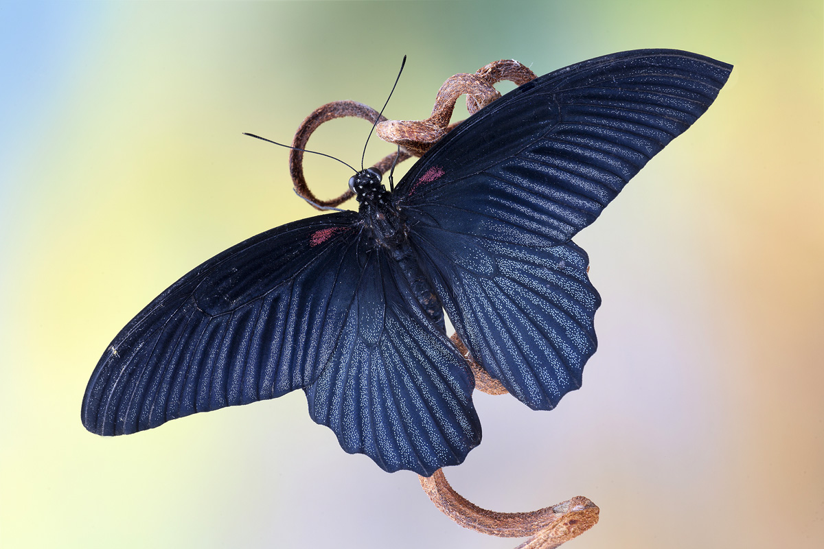 Papilio Lowi