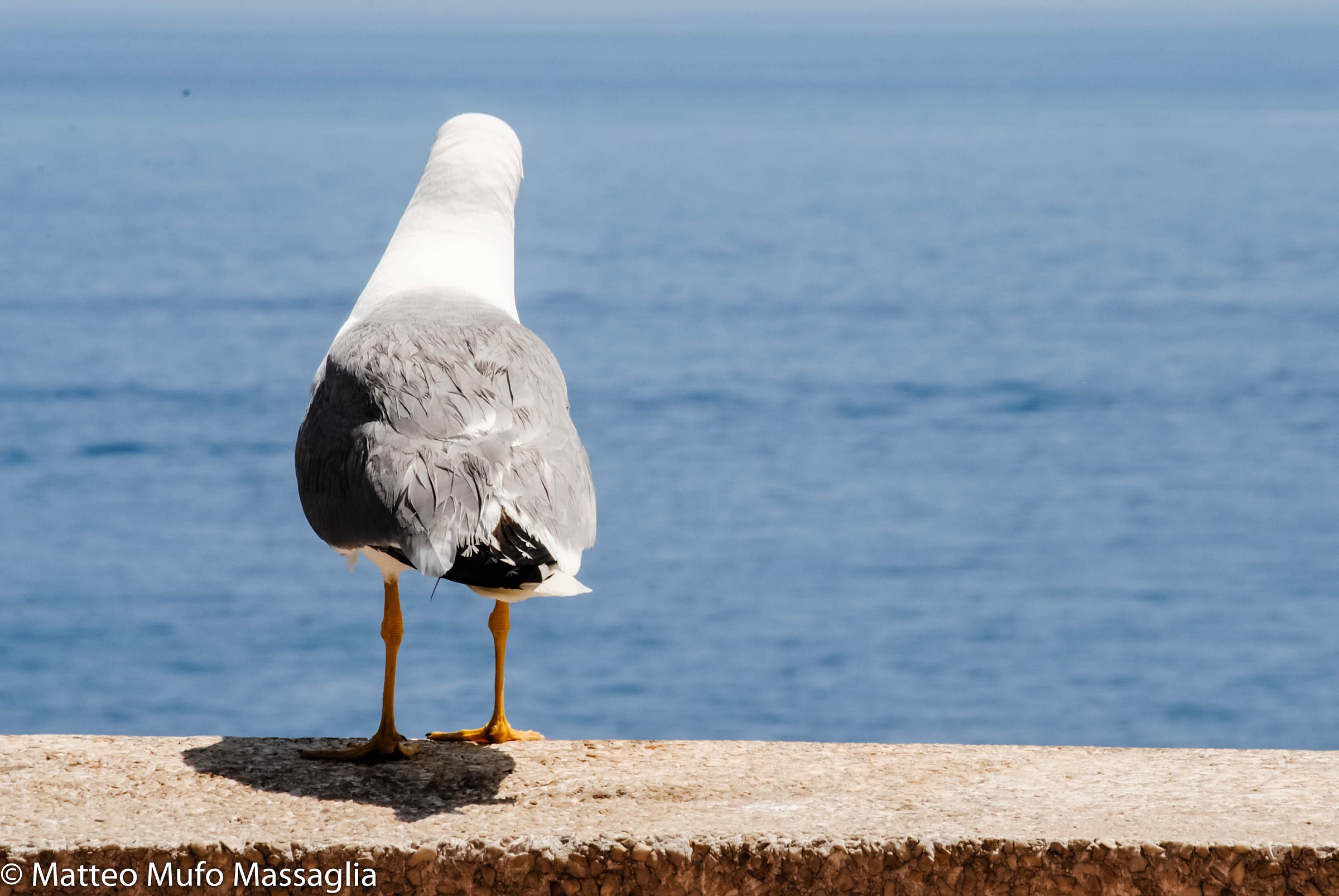 Gabbiano - Montecarlo