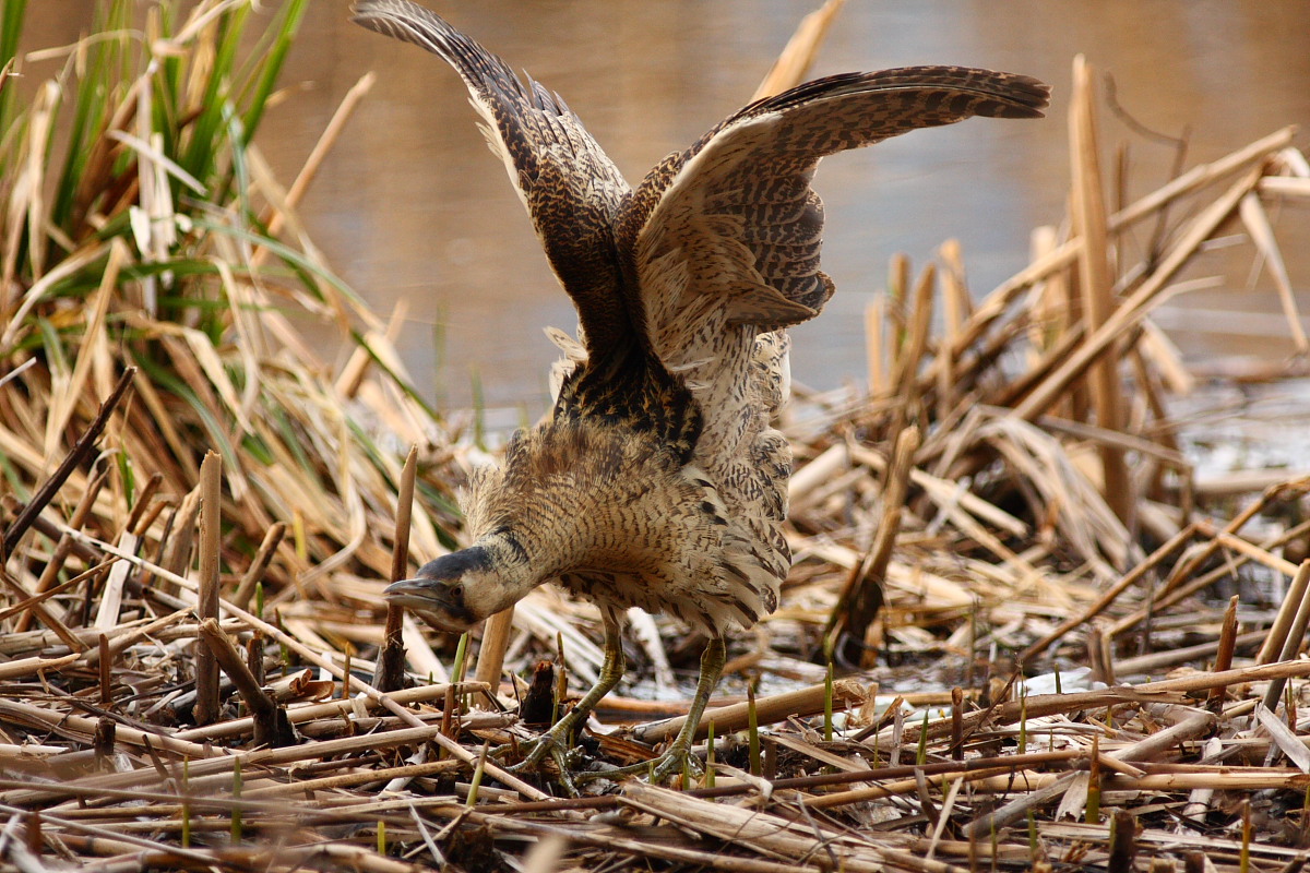 La Stiracchiata del Tarabuso