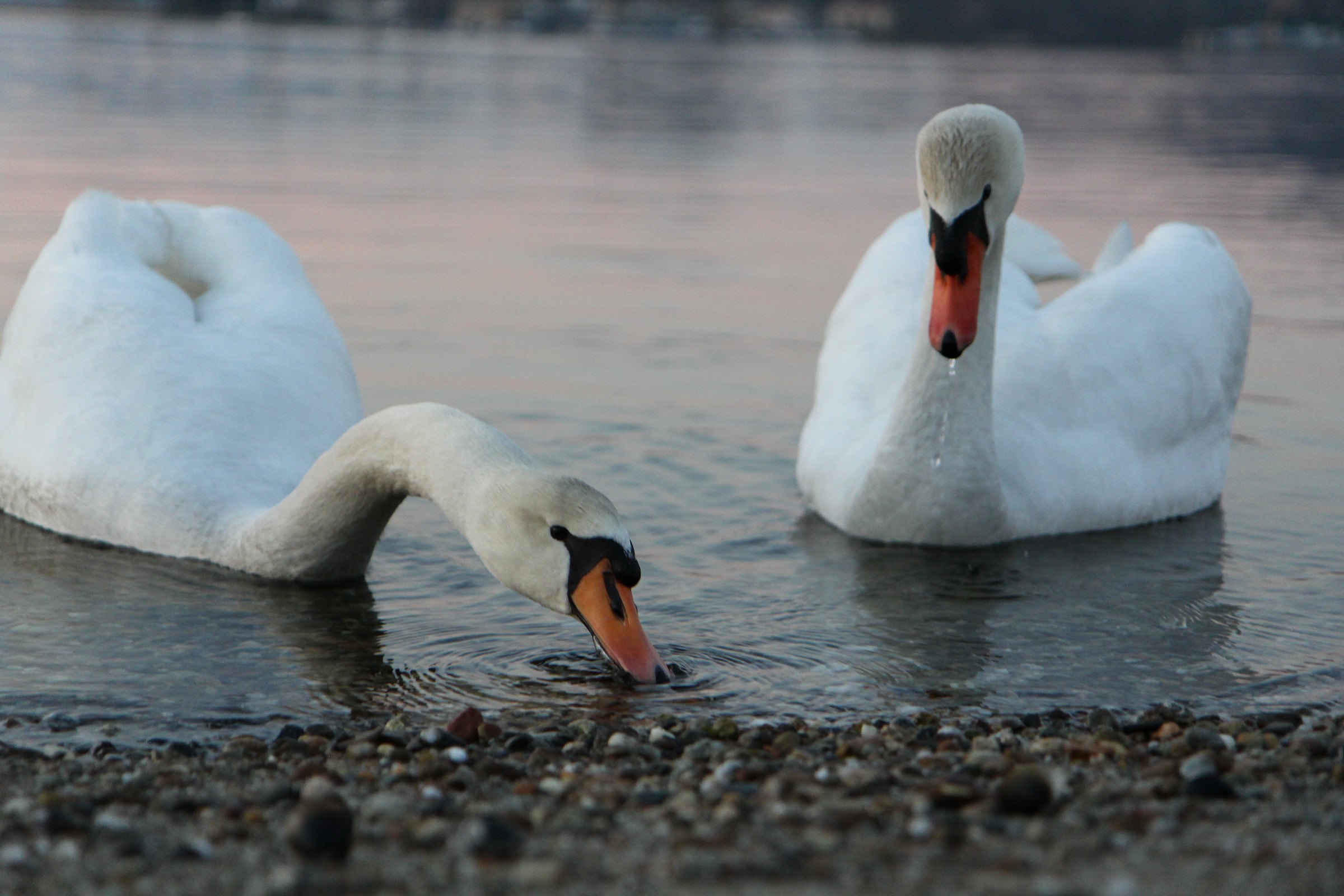 La sintesi della coppia...