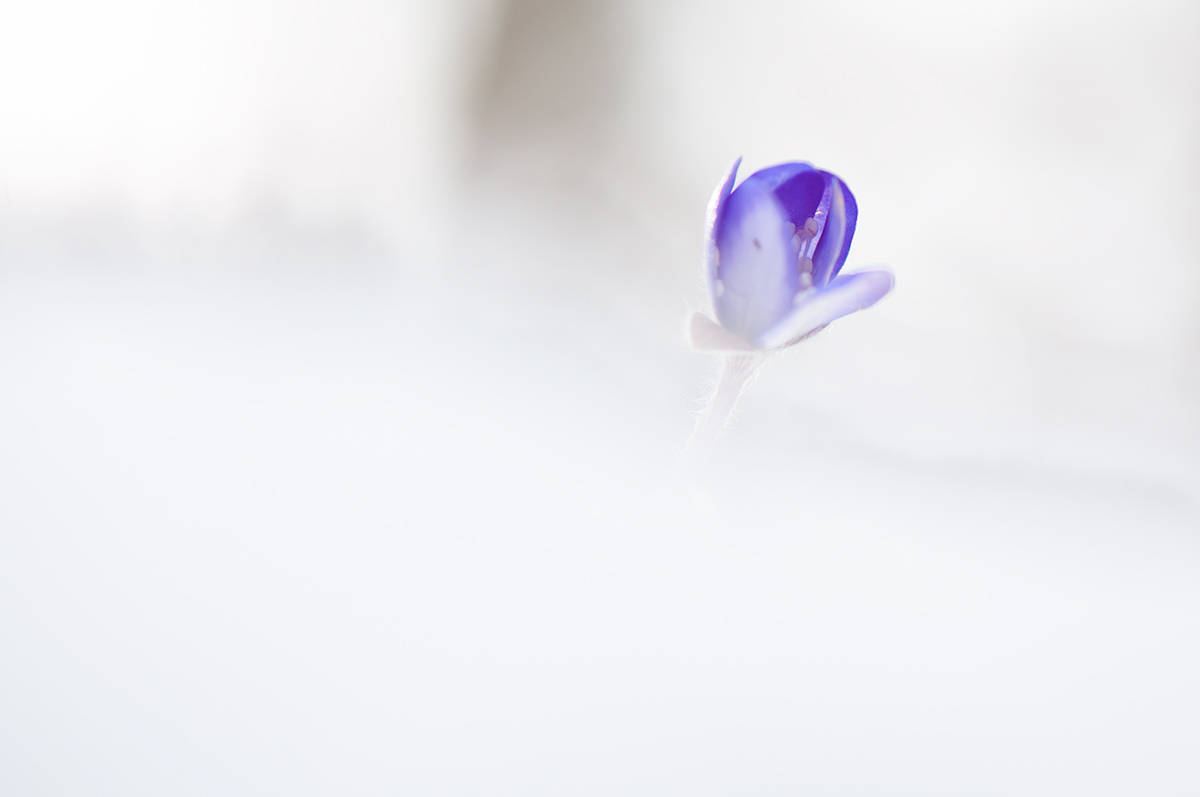 Ice flower- Anemone hepatica