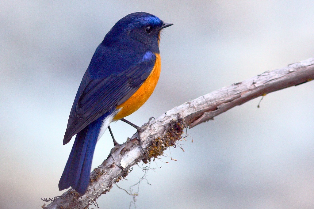 Rufous petto Bush Robin da Markus Lilje