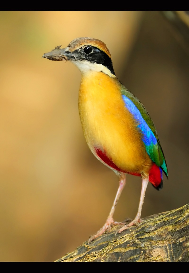 Cuckoo Roller da Glen Valentine