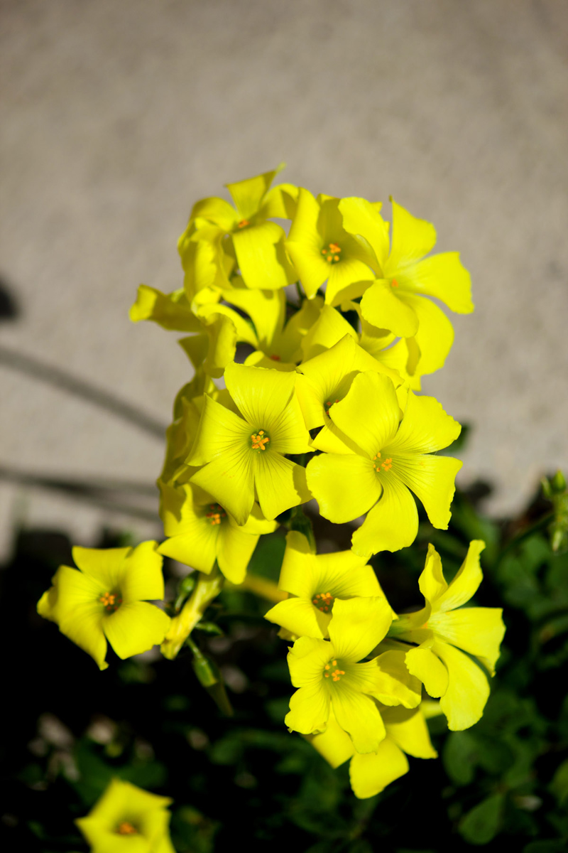 Yellow Flowers