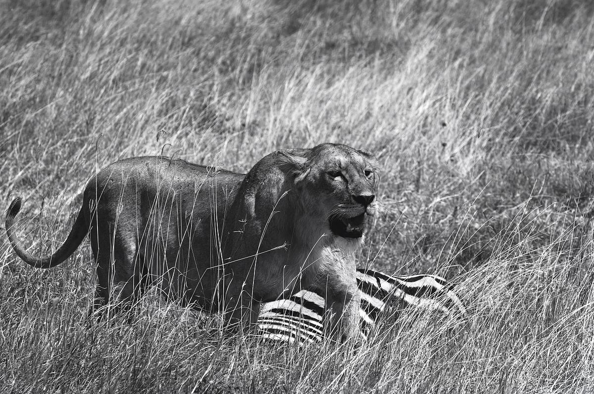 Life and death in Ngorongoro