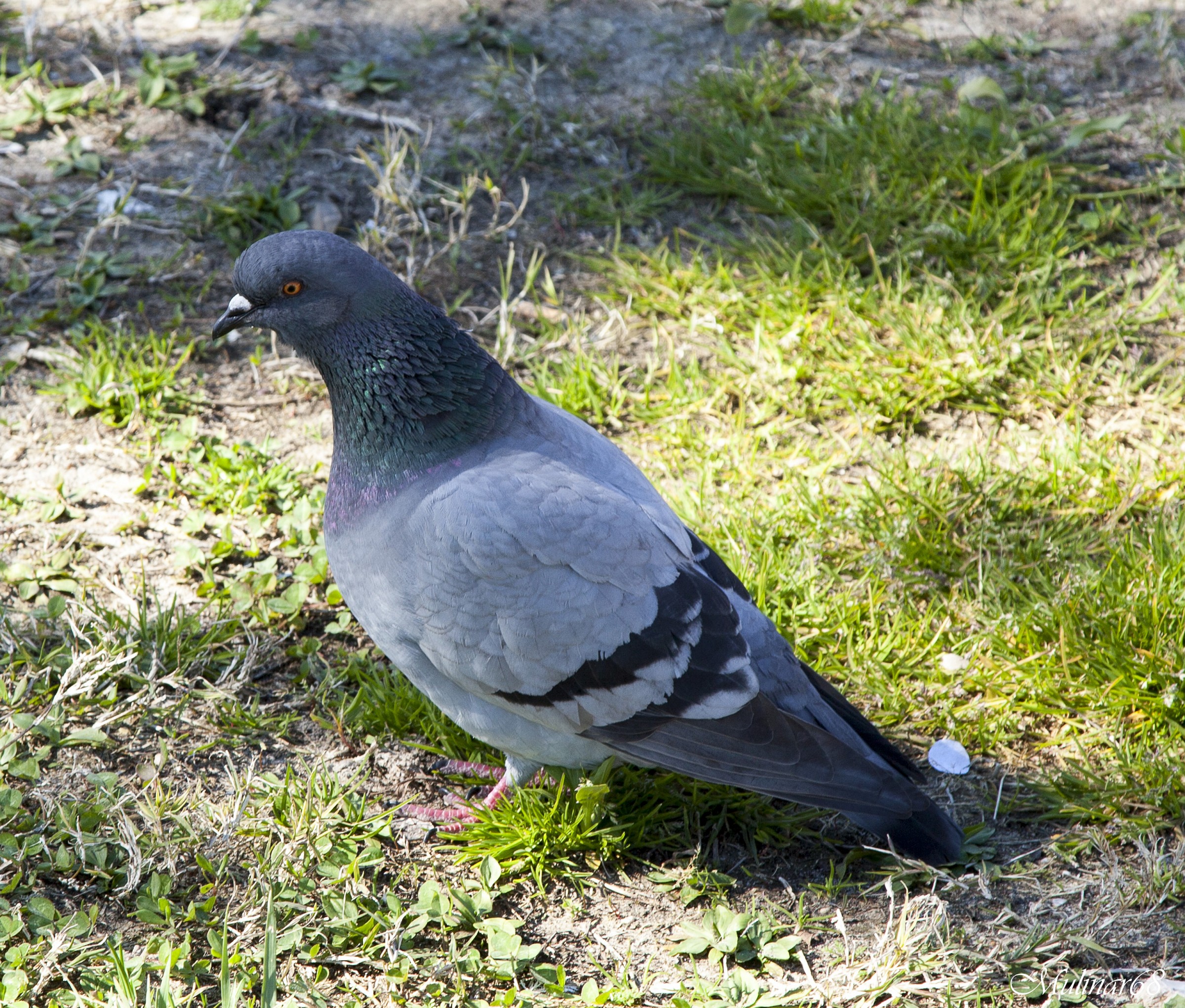 pigeon