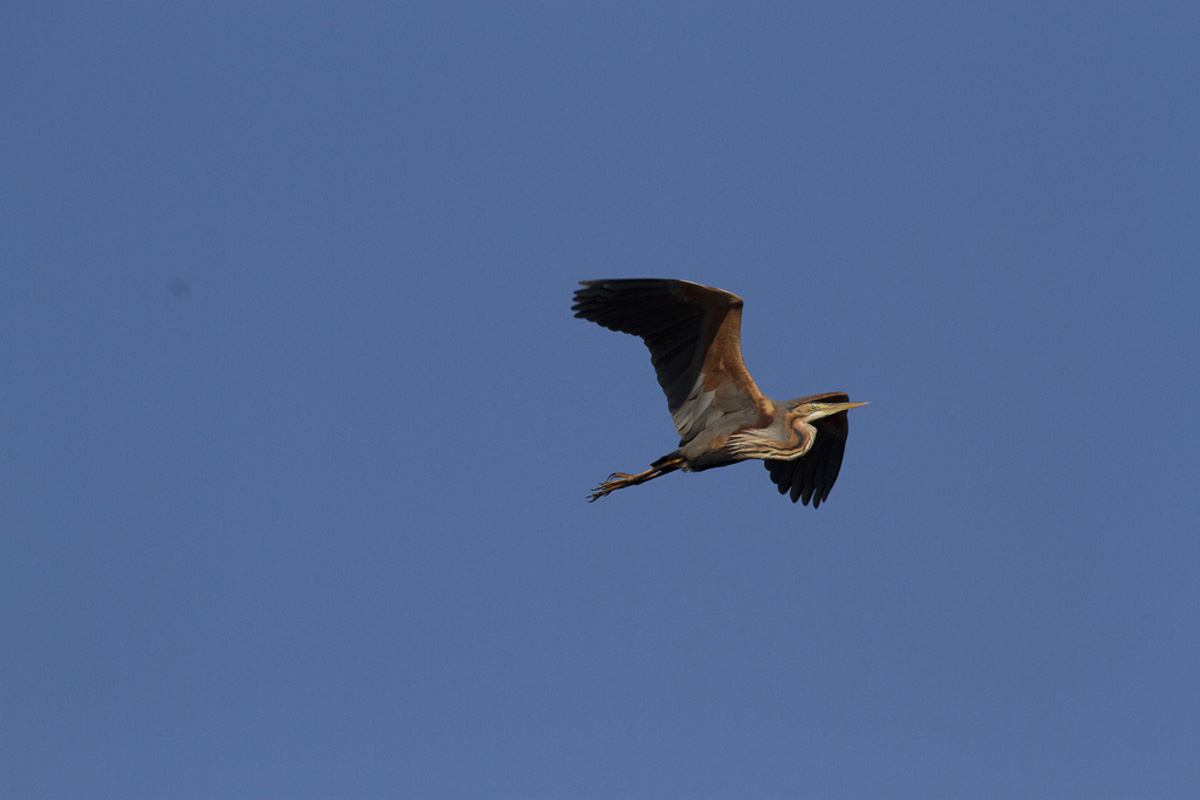 purple heron