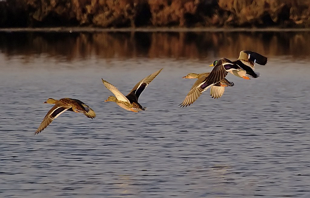 mallards in flight