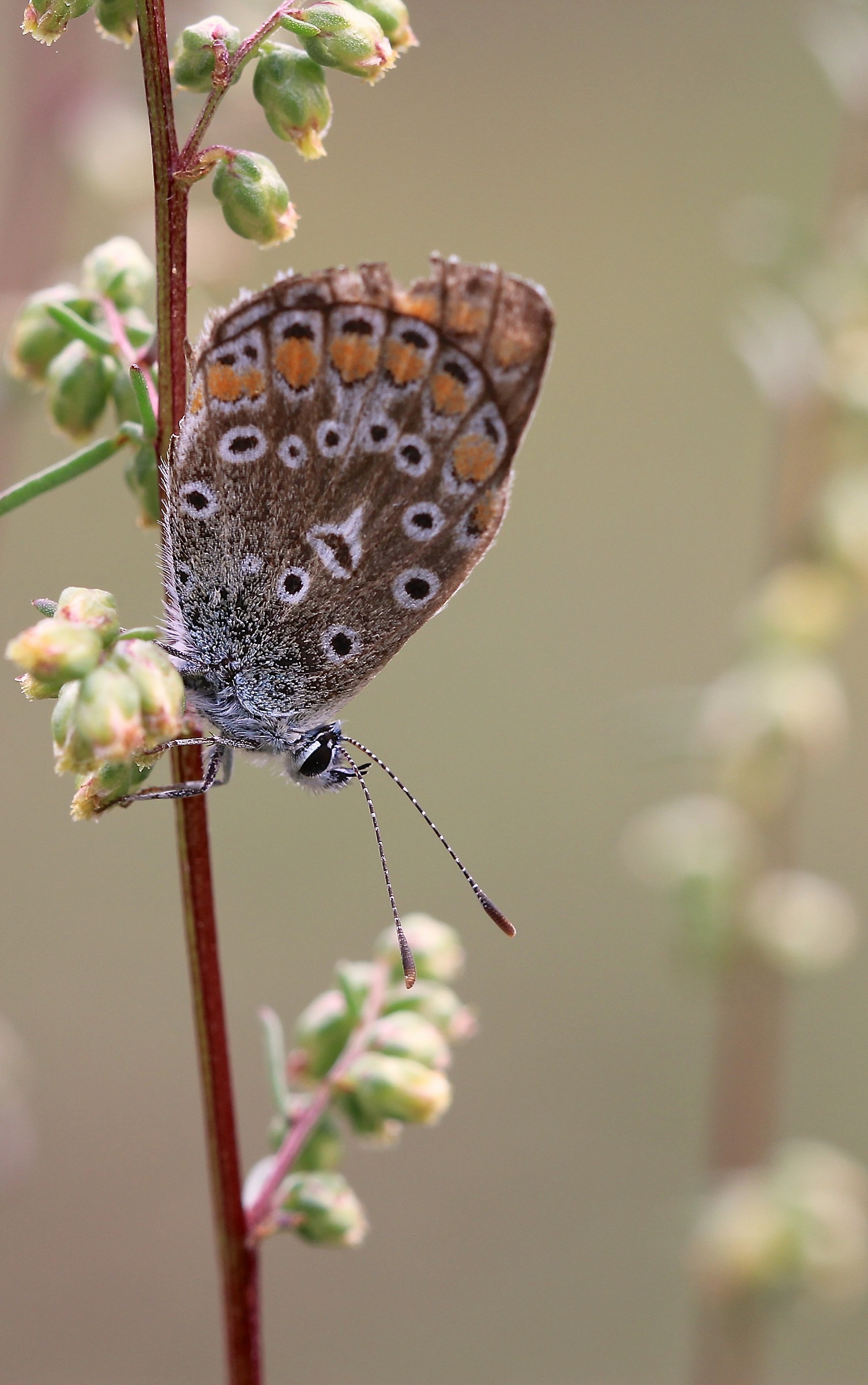 butterfly vertically