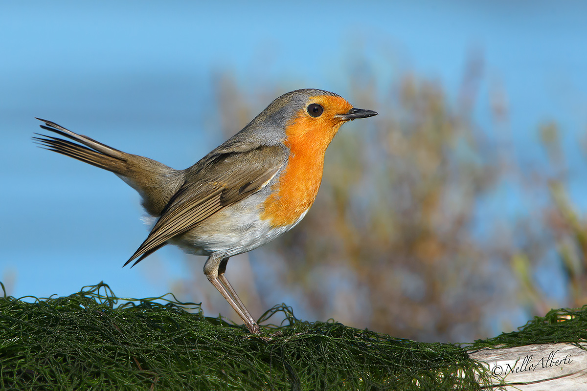 Pettirosso lagunare !