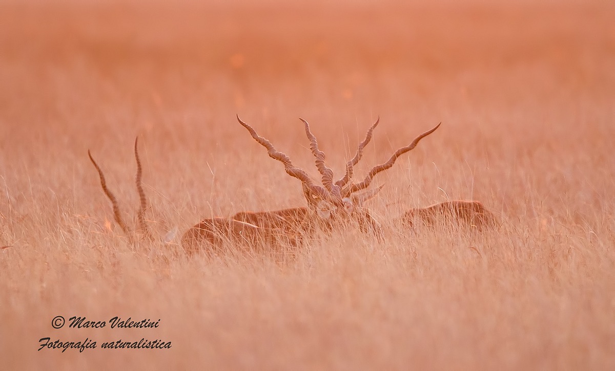 La leggenda dell'unicorno