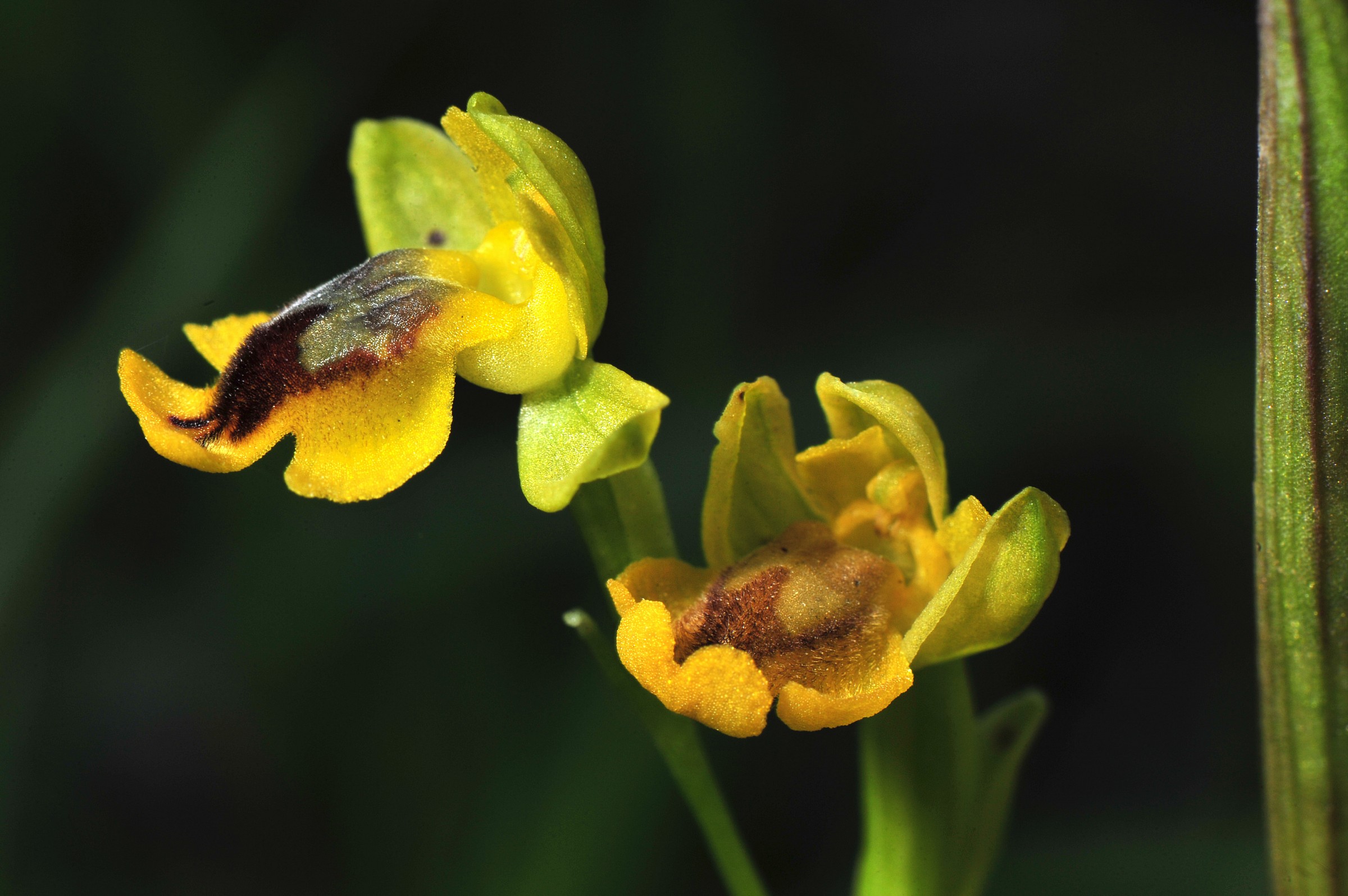 ophrys lutea lower