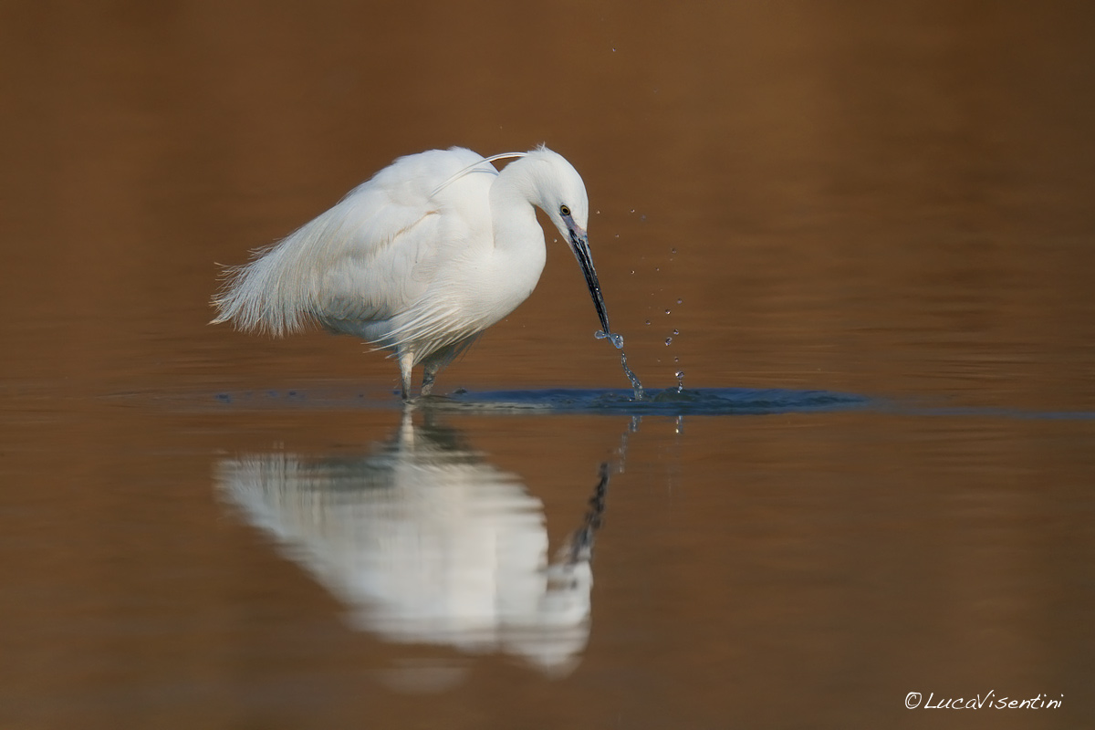 Egret