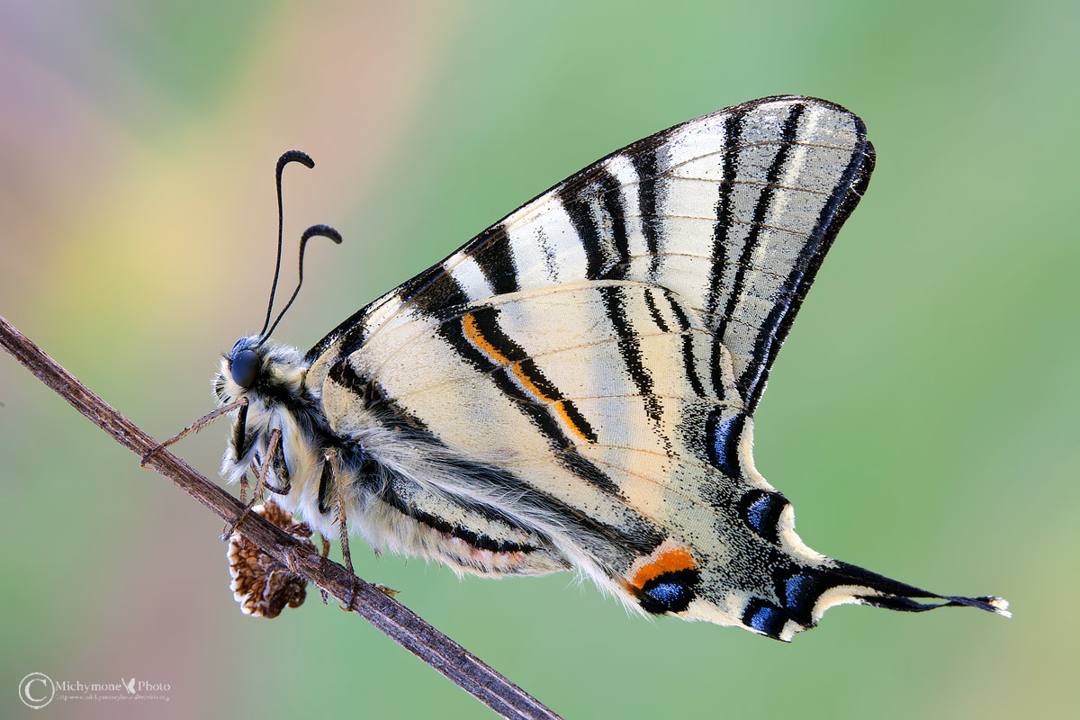 The Podalirius (Iphiclides podalirius (Linnaeus, 1758))
