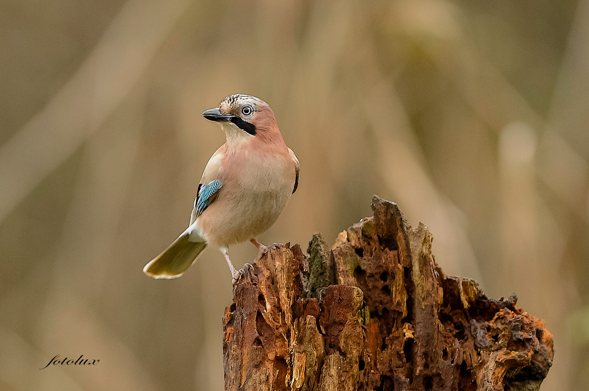 Ghiandaia Comune (Oasi Cervara)