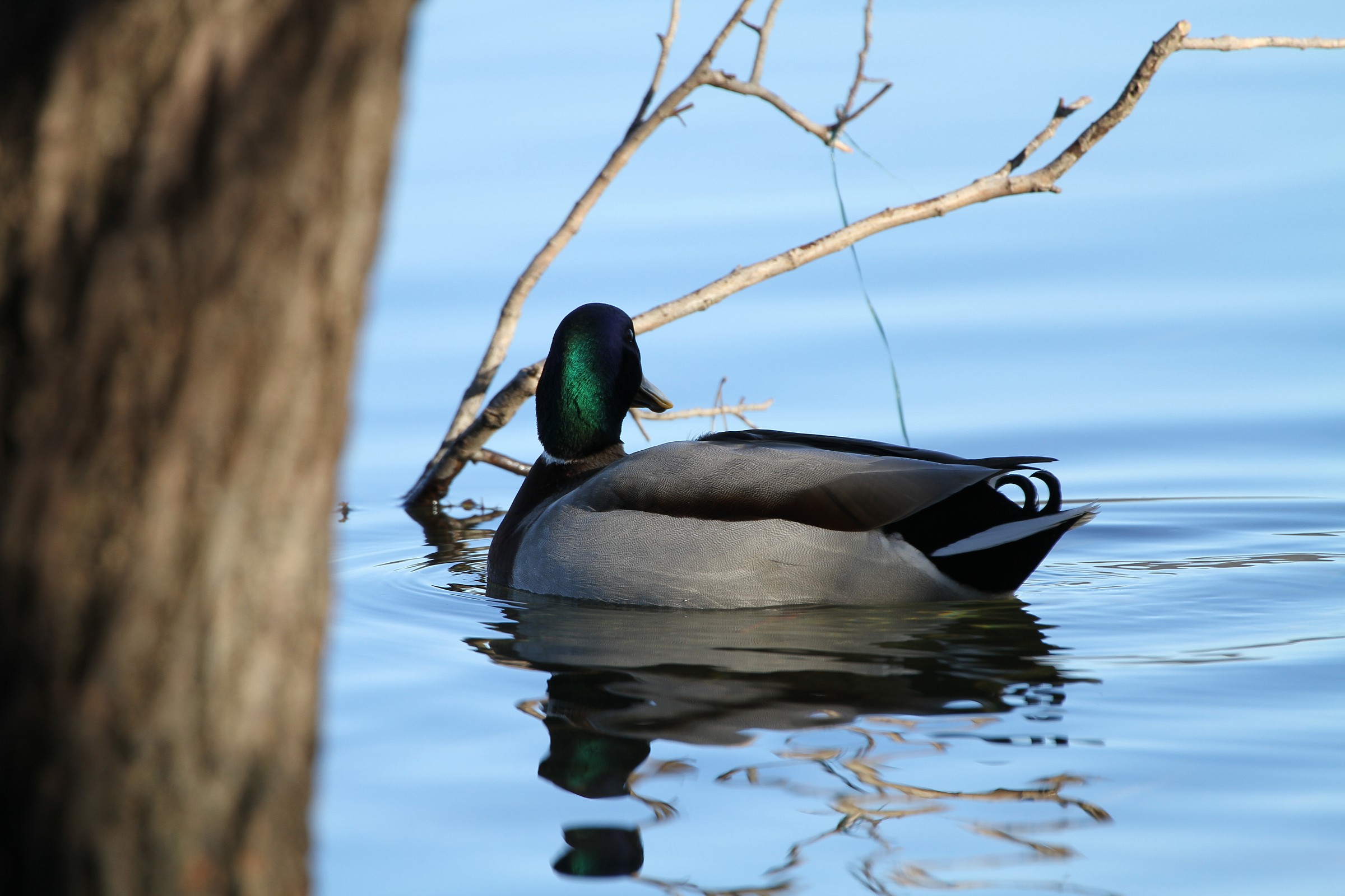 Cattura dietro l'albero...