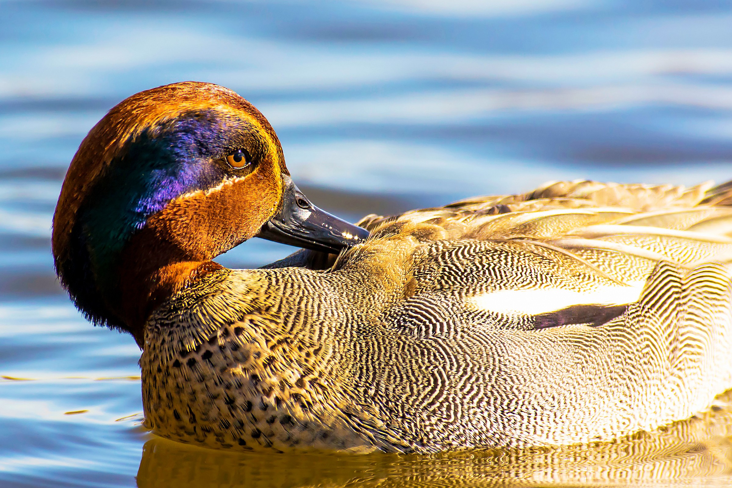 Teal Profile portrait