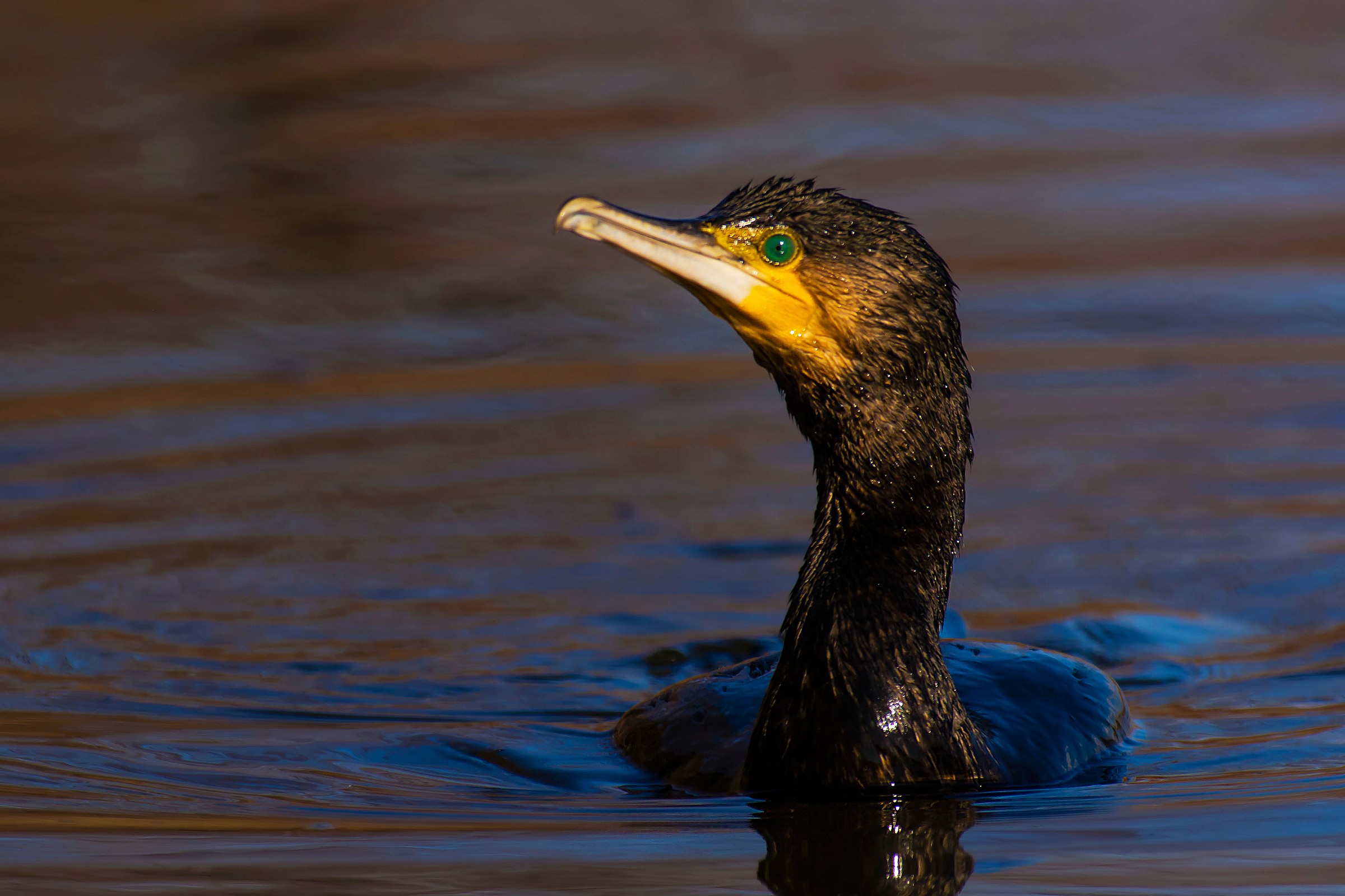 Cormorant