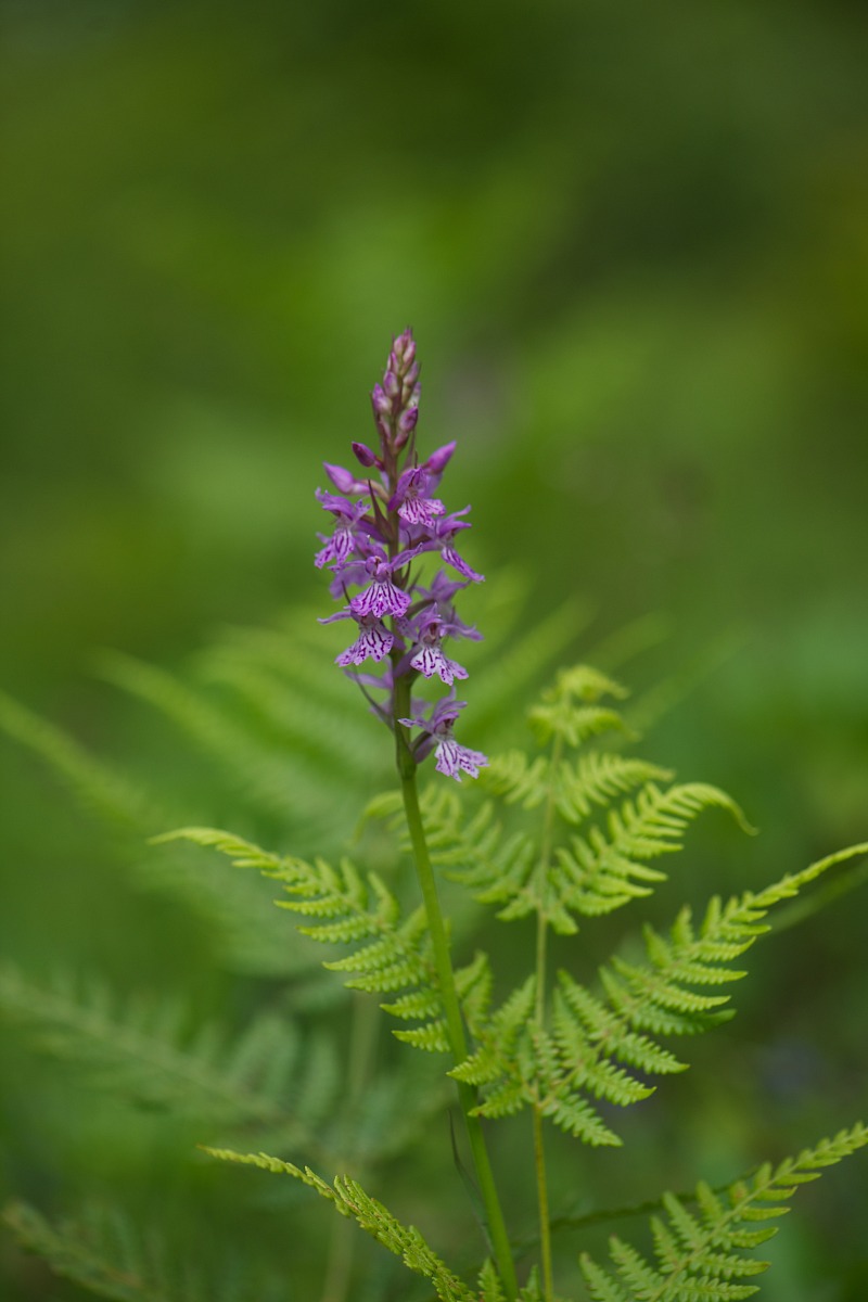 Dactylorhiza maculata