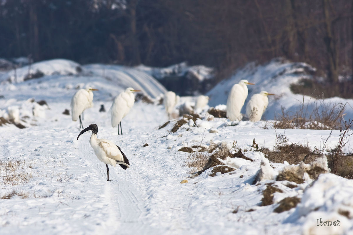 ibis
