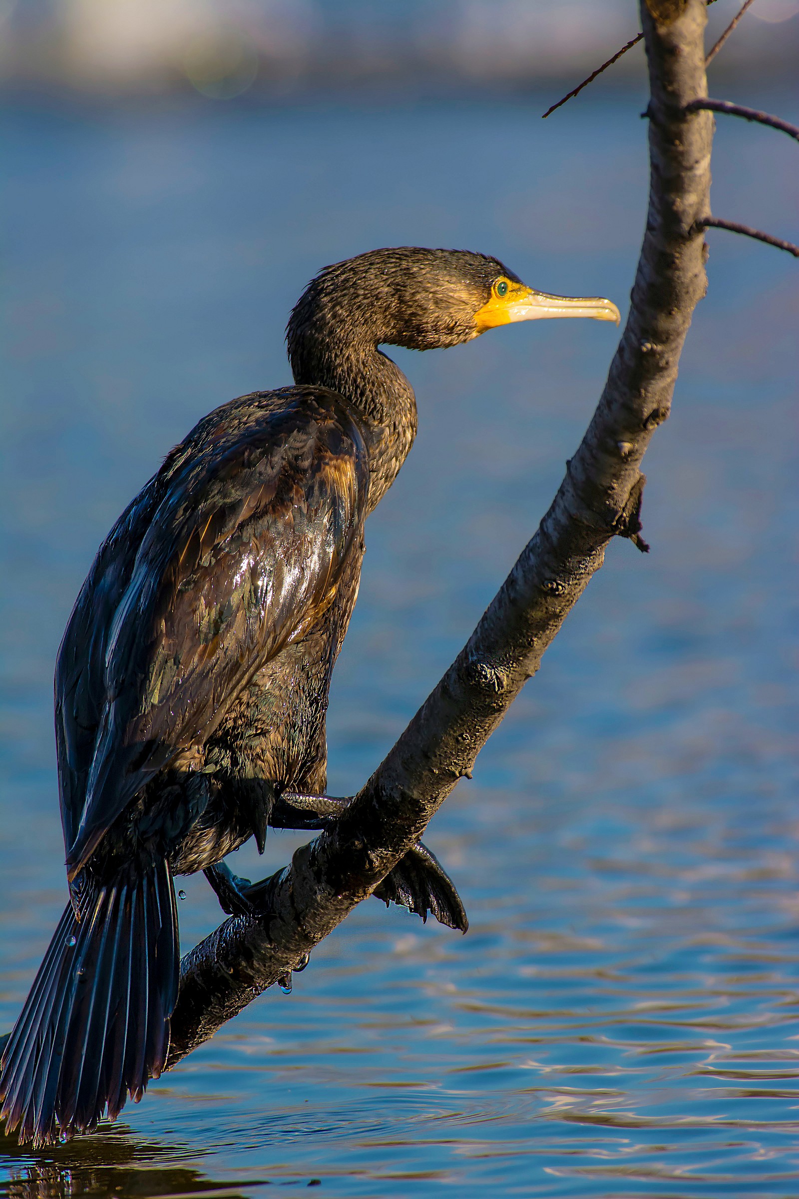 Cormorant