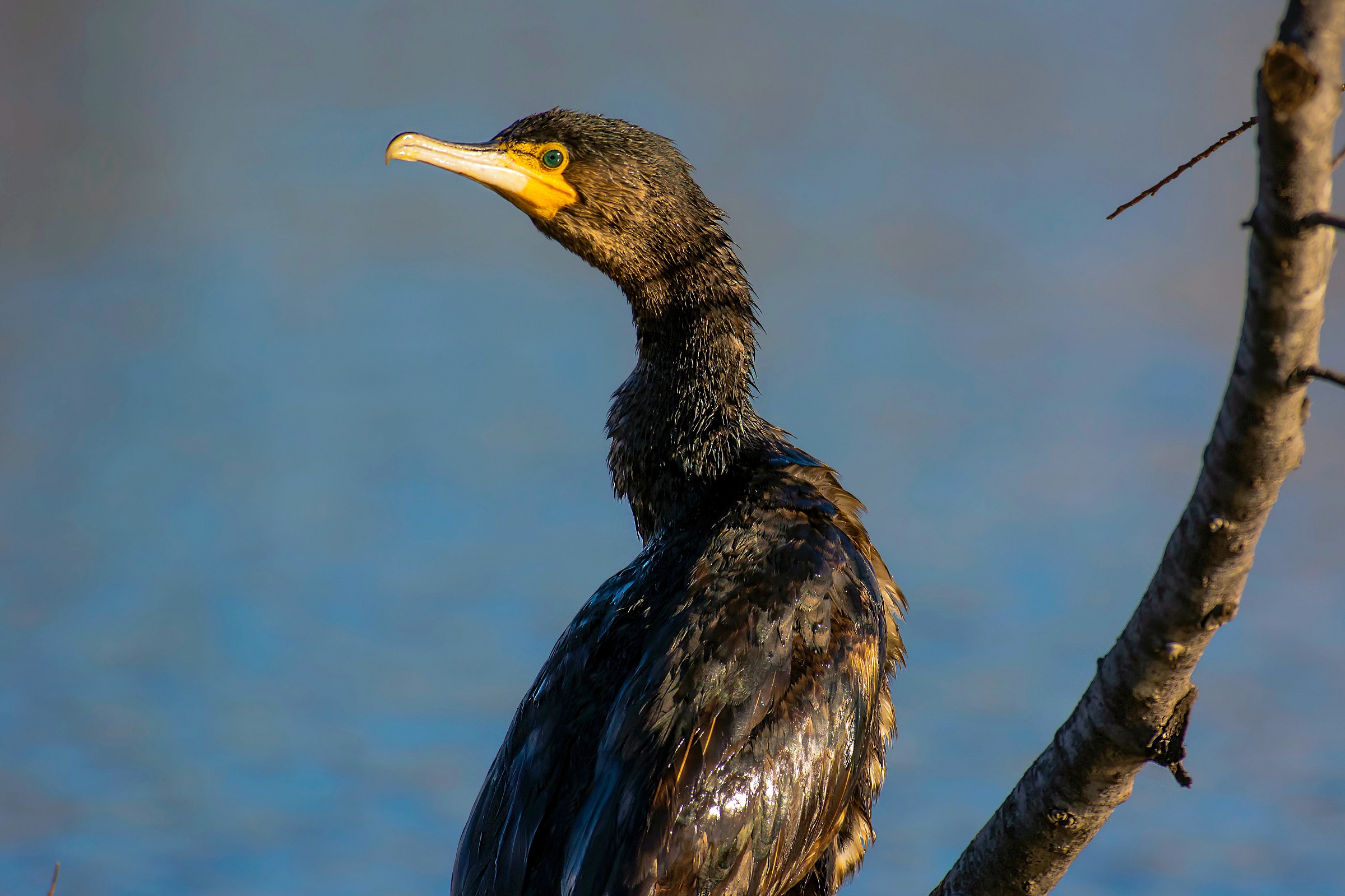 Cormorant