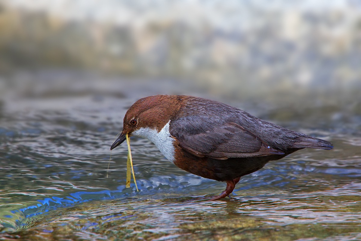 Dipper (Cinclus cinclus)