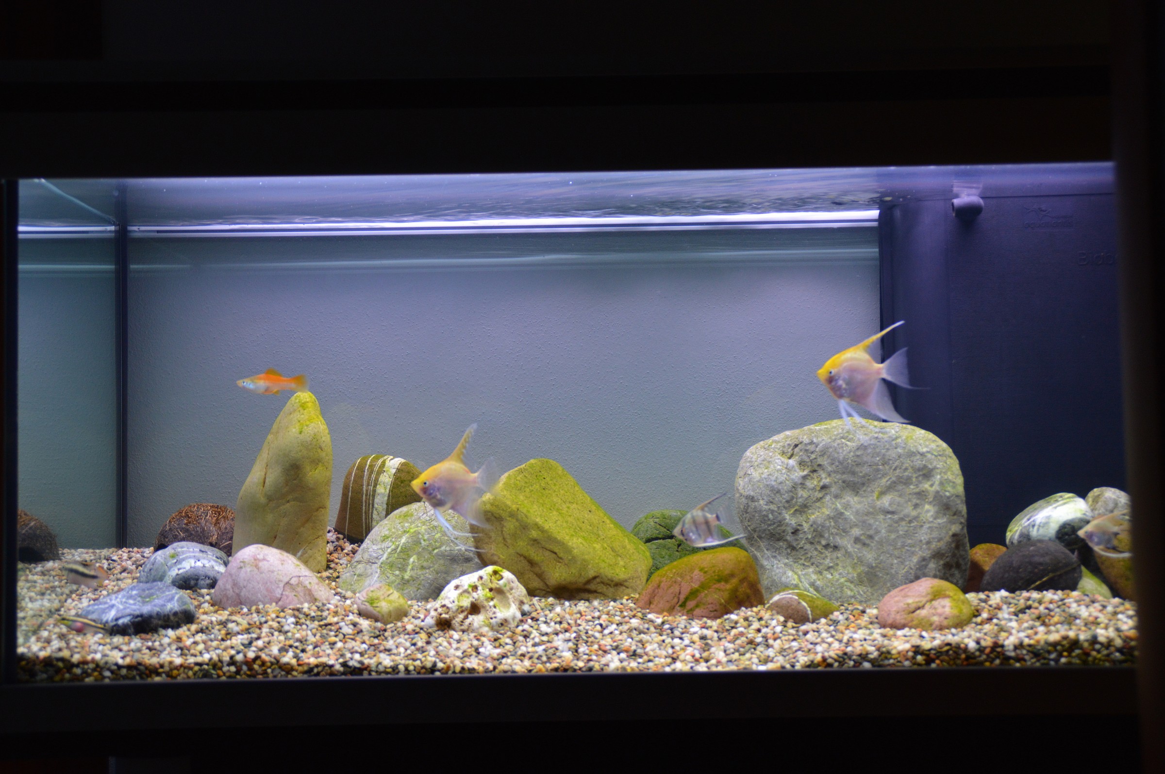 acquario ciclidi nani