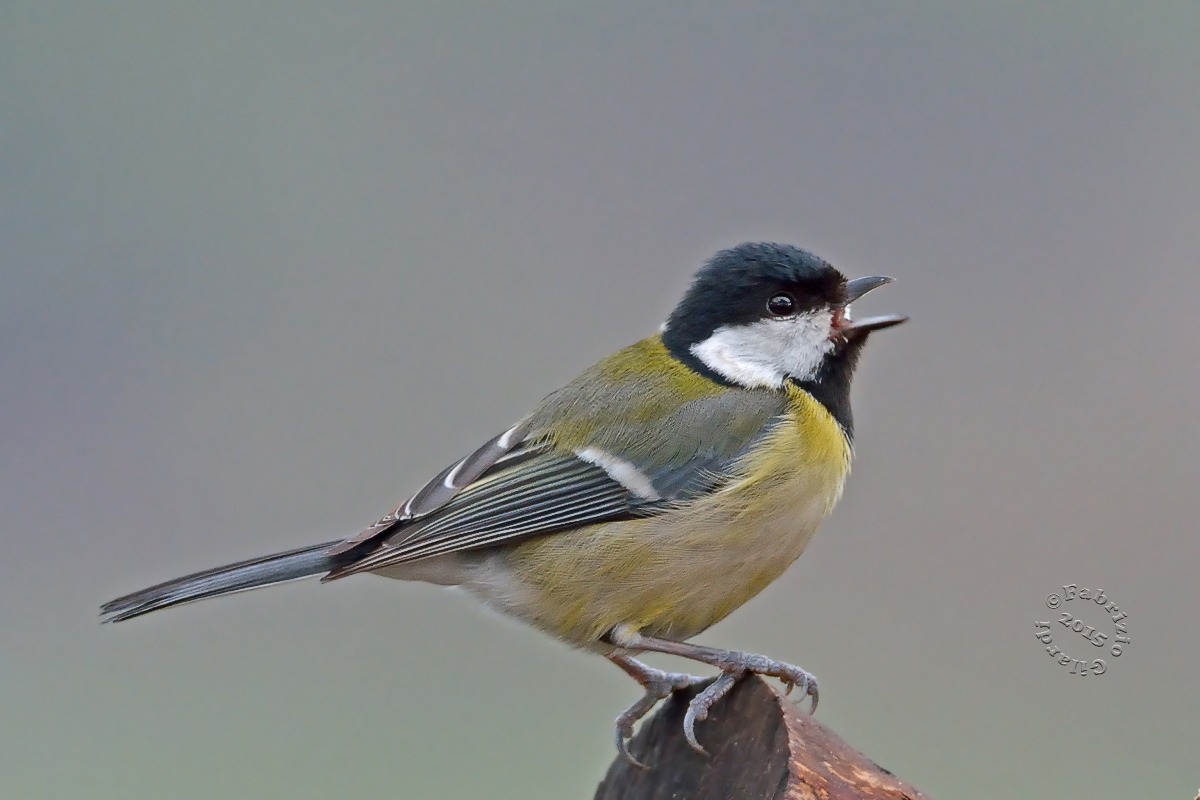 Cinciallegra (Parus major)