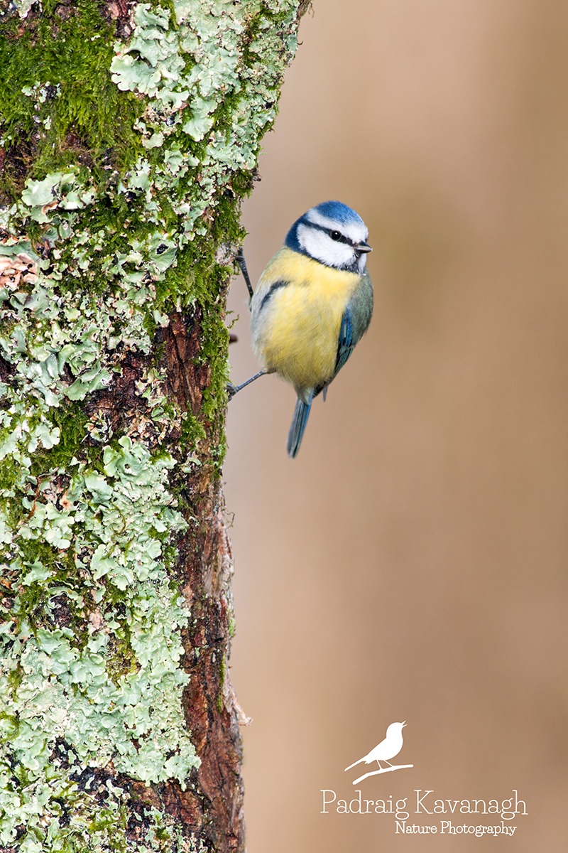 Blue Tit